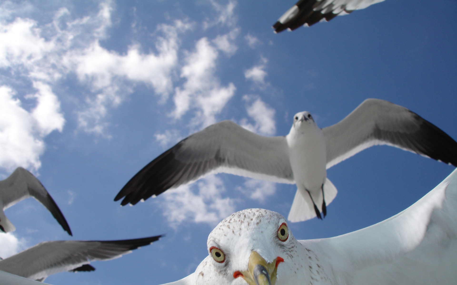 世界地理,动物,高清,2012Y十一月03D,儿童桌面专用