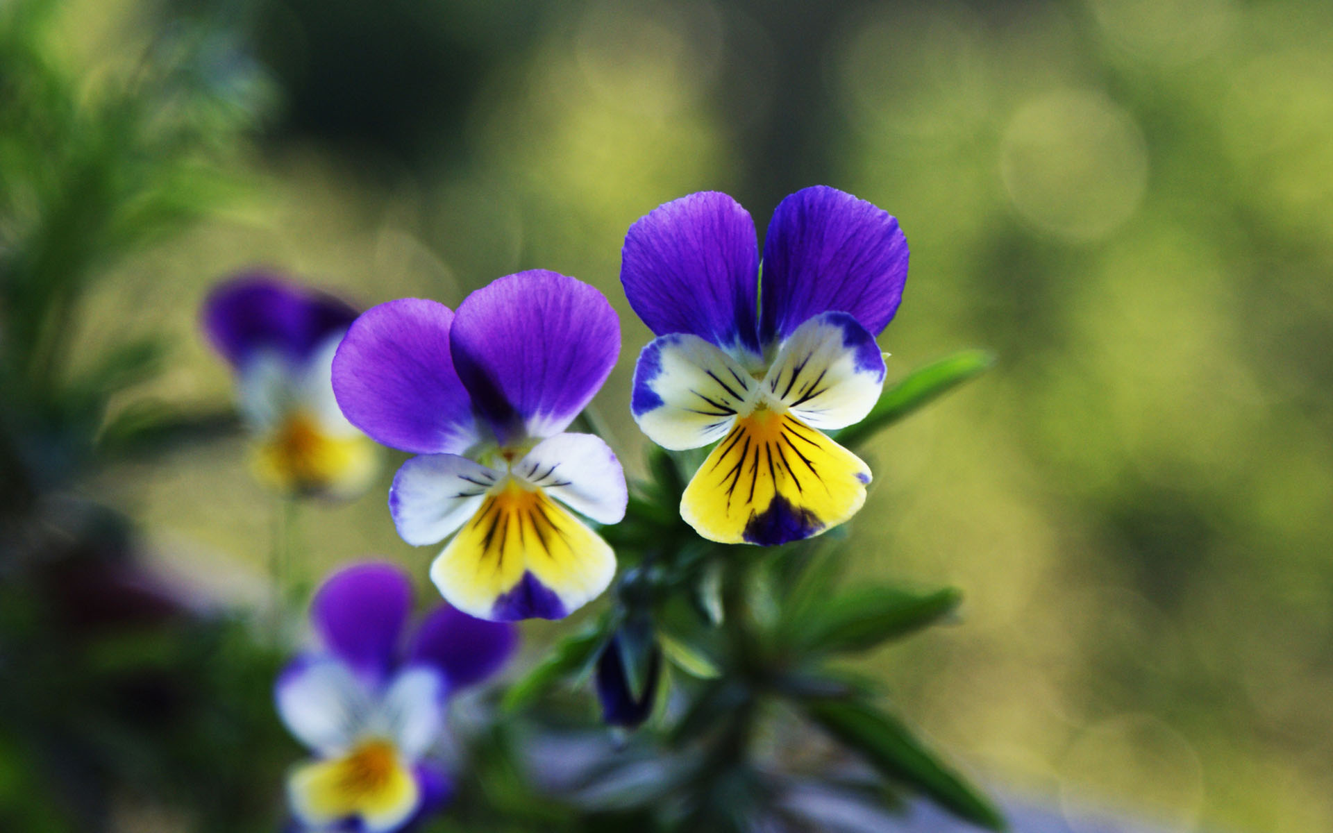 花卉,三色堇,清新淡雅,儿童桌面专用