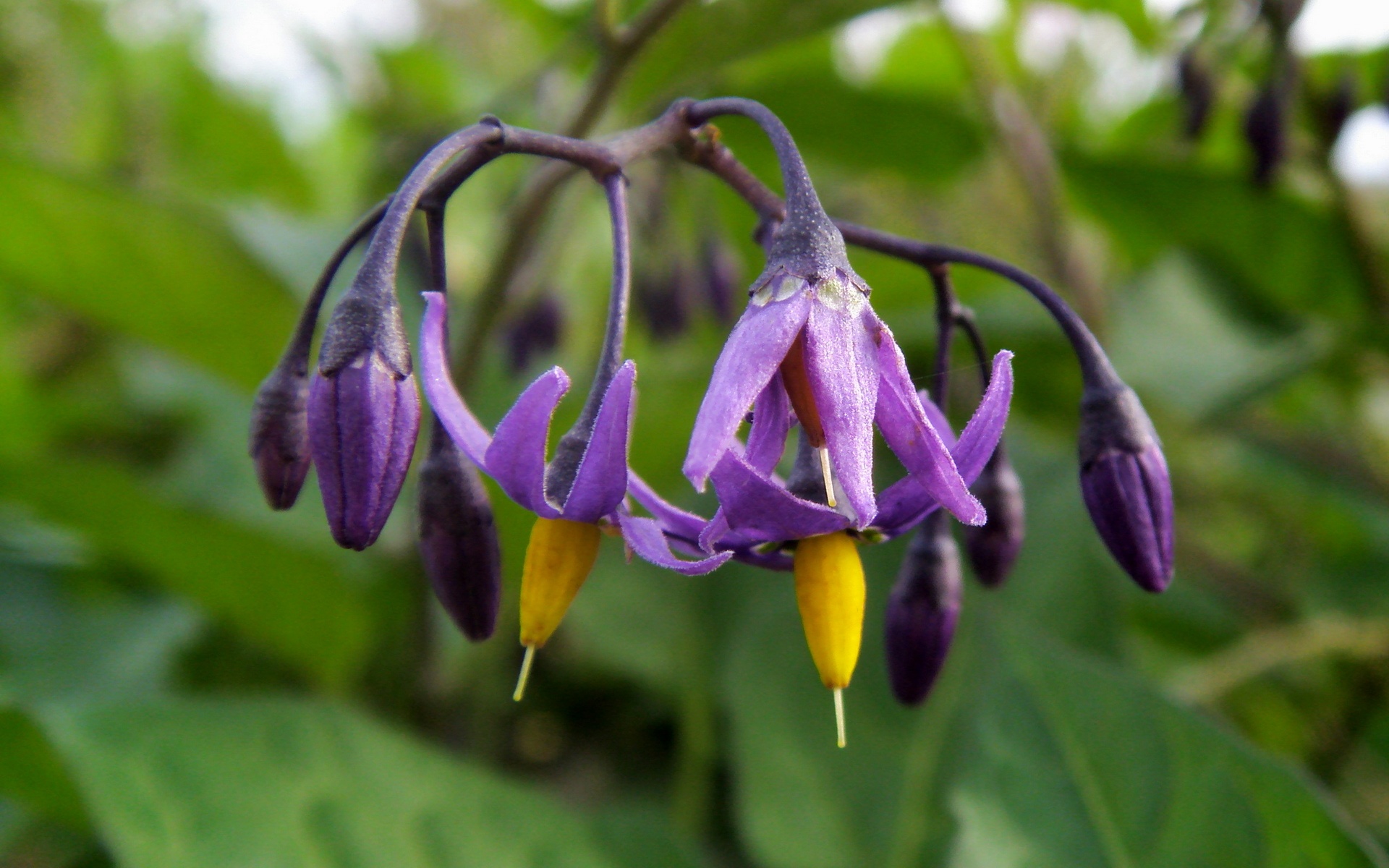 清新,花卉,浪漫,美丽2012Y十月28D