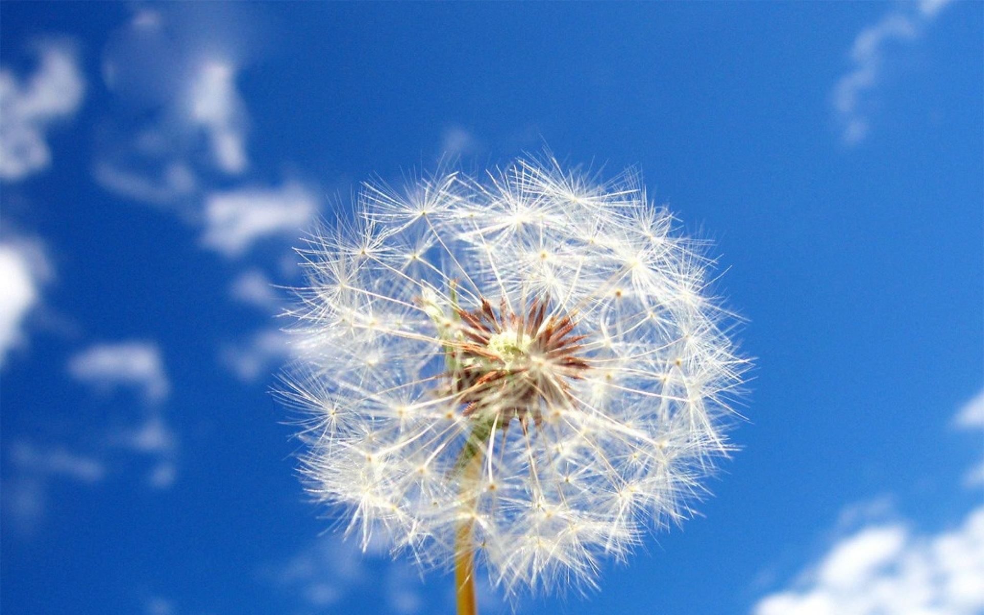 小清新,清新淡雅,蒲公英,儿童桌面专用