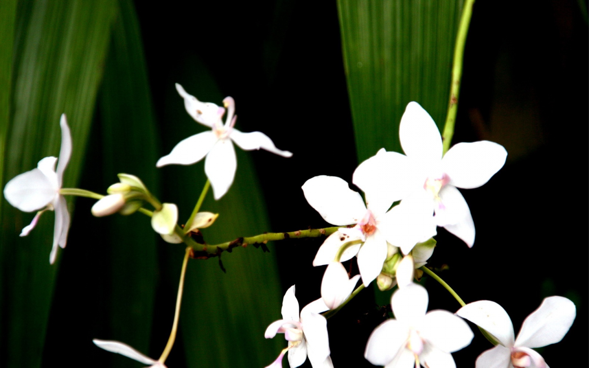 小清新,清新淡雅,花卉,儿童桌面专用