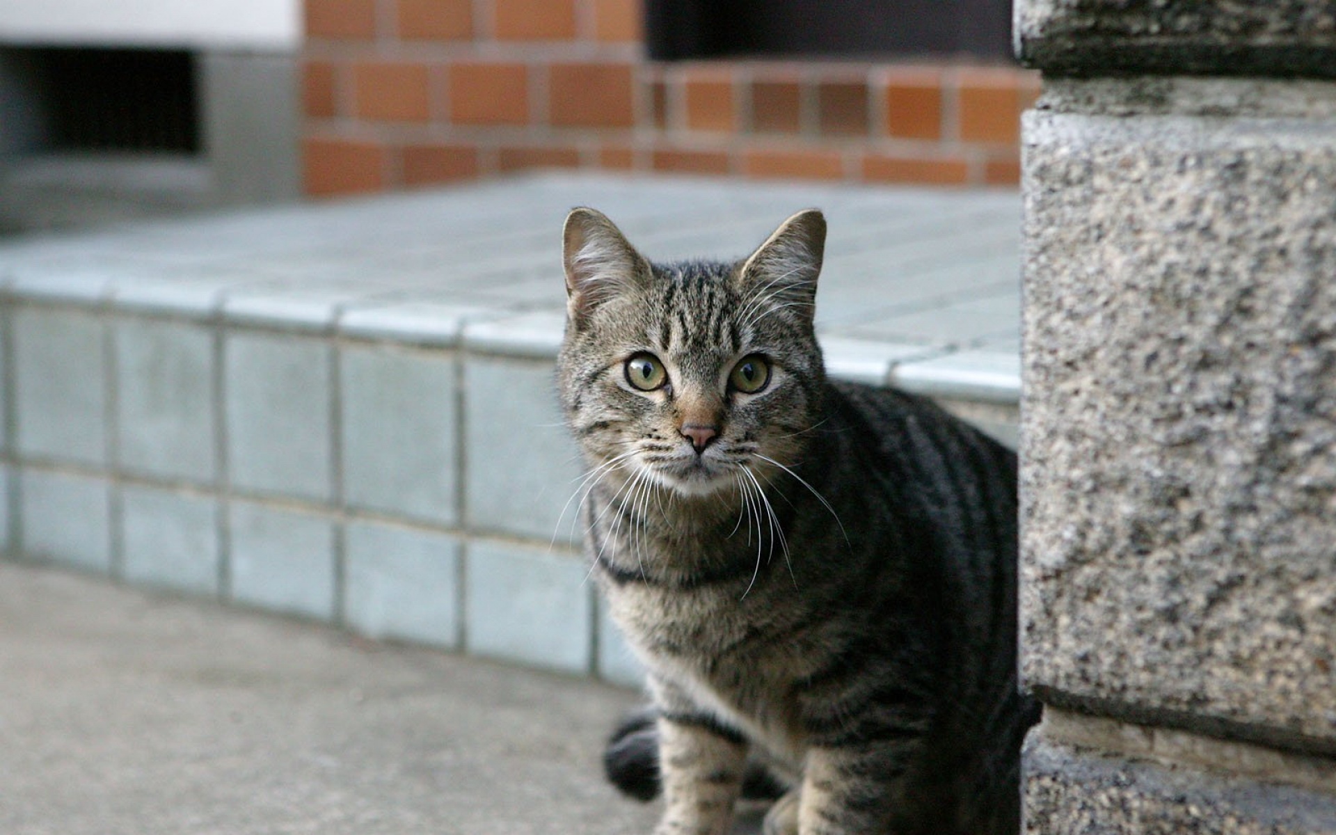 街角,小猫咪,摄影,高清,猫,动物,2012Y十月31D,儿童桌面专用