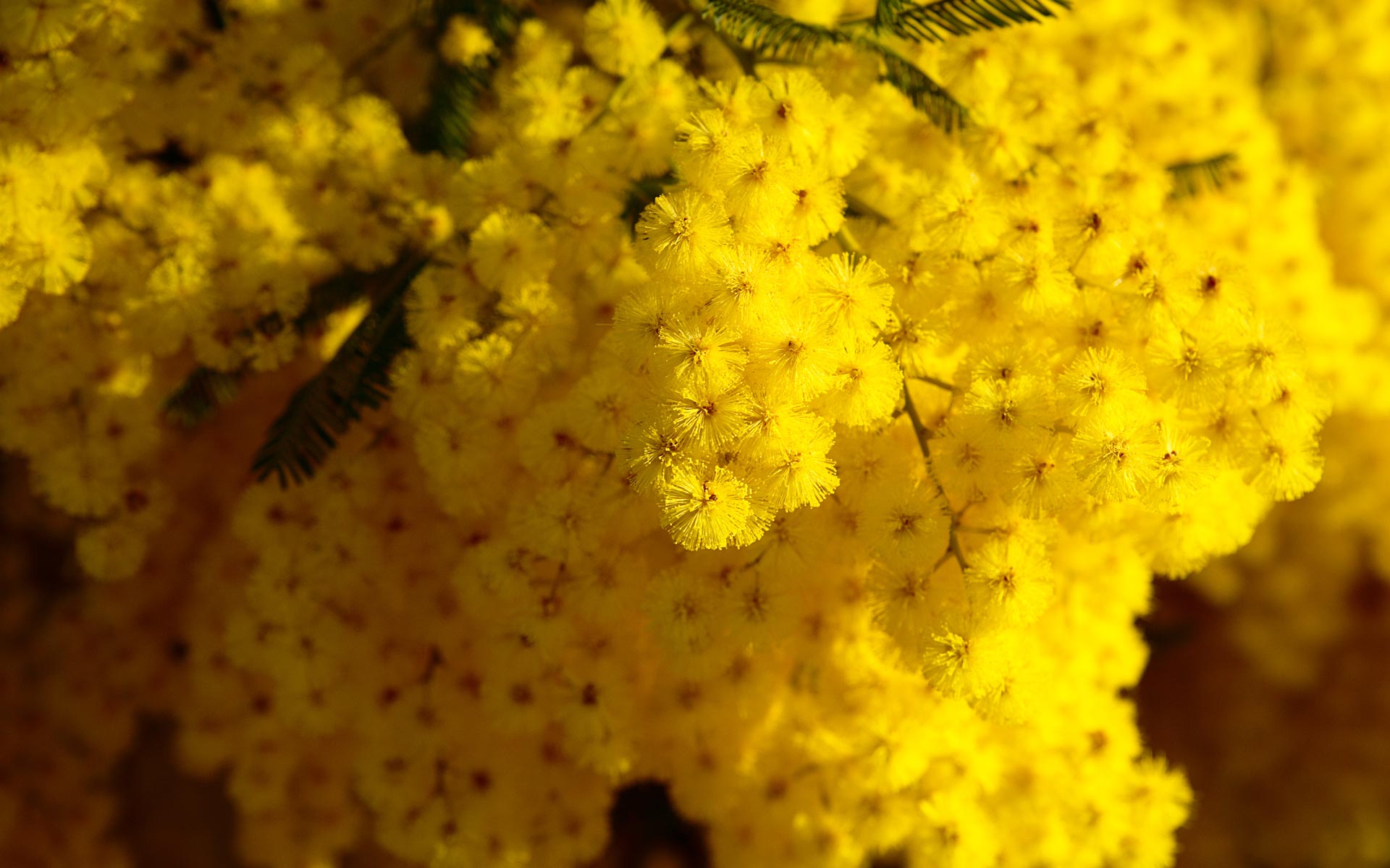 花卉,含羞草,鸟语花香,儿童桌面专用