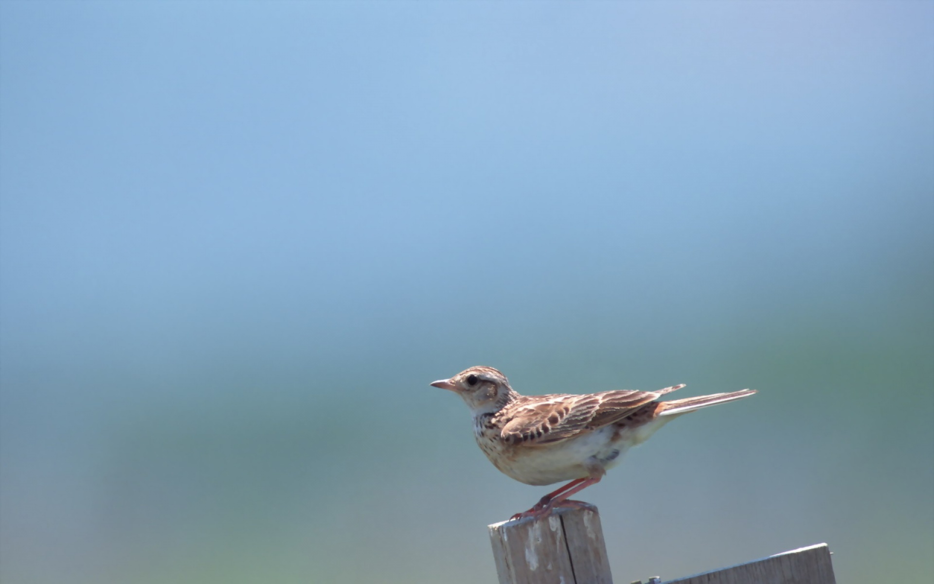 高清,鸟,动物,摄影,2012Y十一月03D,儿童桌面专用