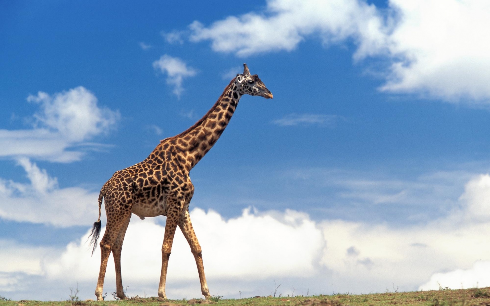 野生动物,长颈鹿,儿童桌面专用