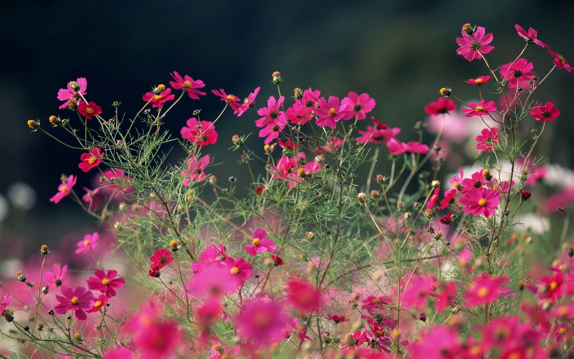 小清新,鸟语花香,花卉,儿童桌面专用