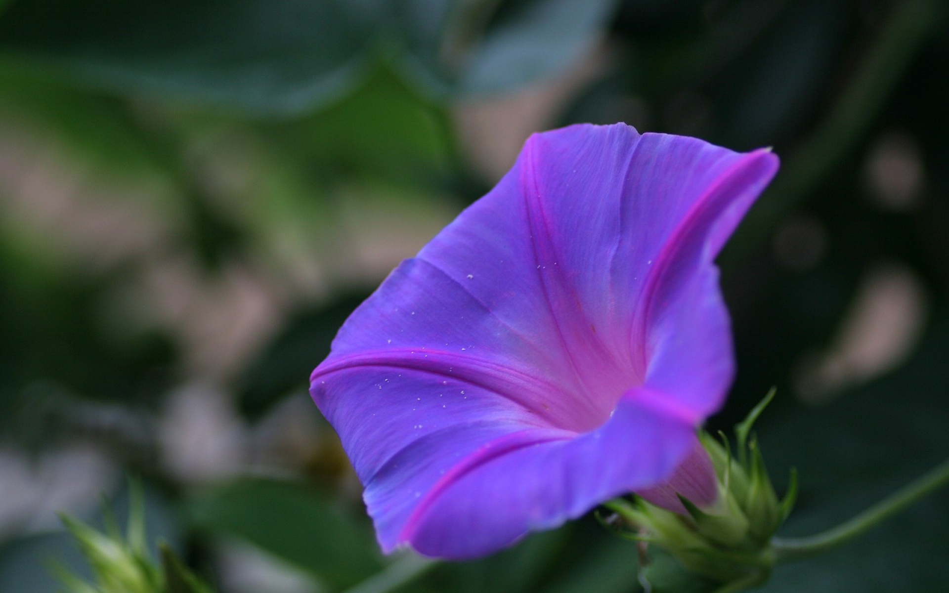 小清新,静物写真,花卉,儿童桌面专用