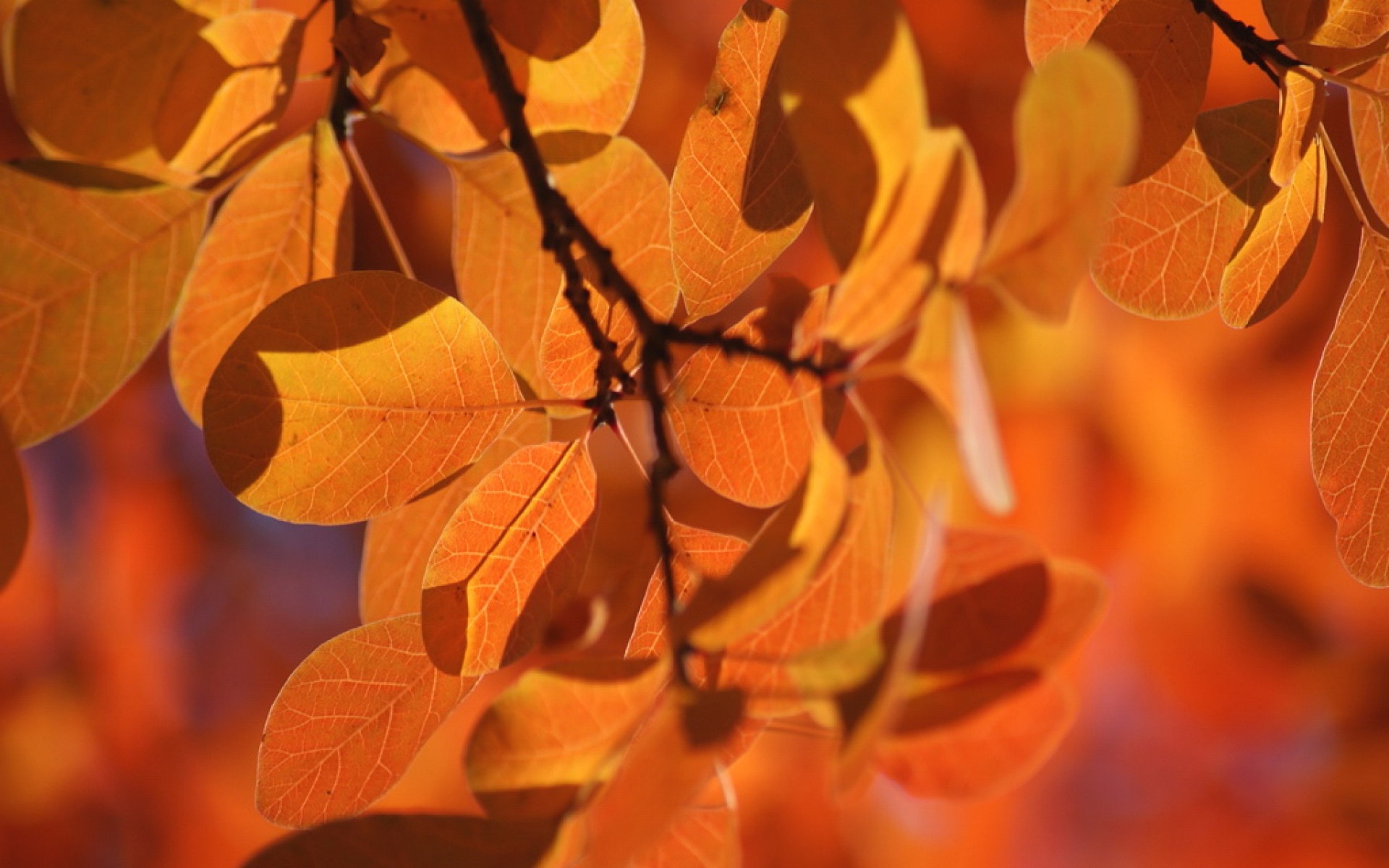 小清新,舒缓压力,植物,秋叶,儿童桌面专用