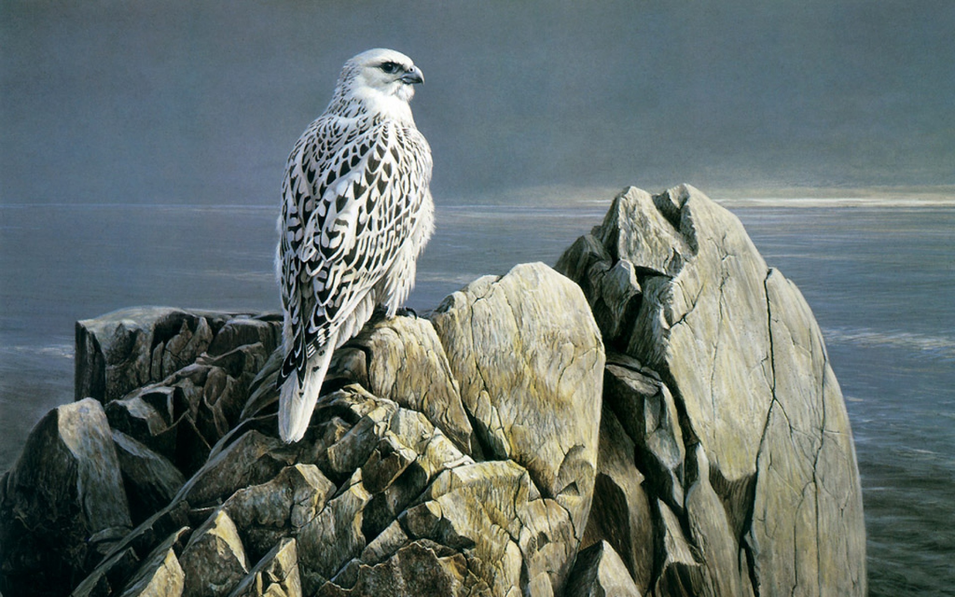 动物,绘画,风格,2012Y十一月05D,儿童桌面专用