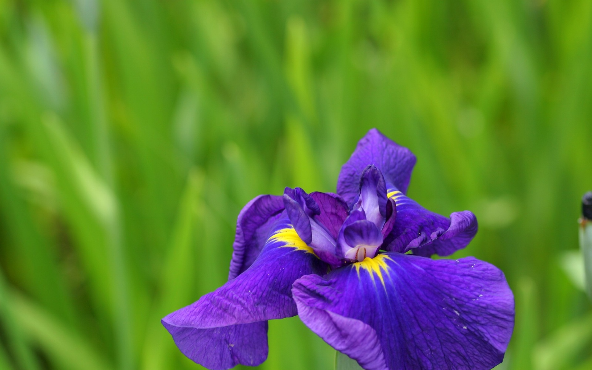 小清新,静物写真,花卉,儿童桌面专用