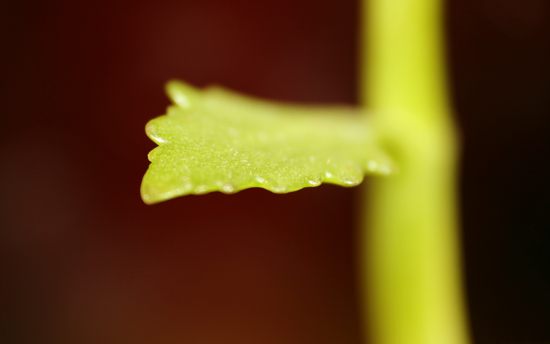 小清新,舒缓压力,儿童桌面专用