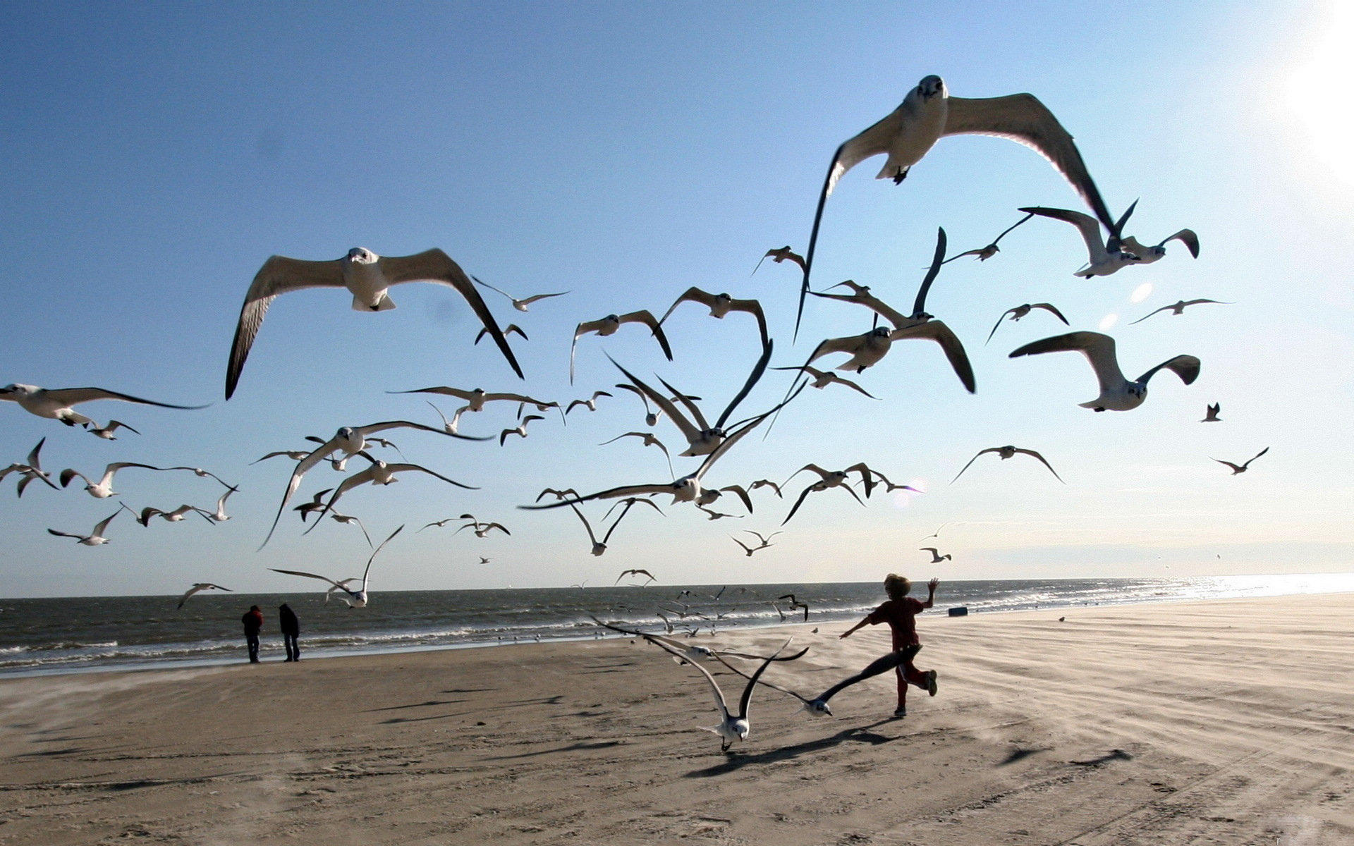 小鸟天地,海鸥,儿童桌面专用