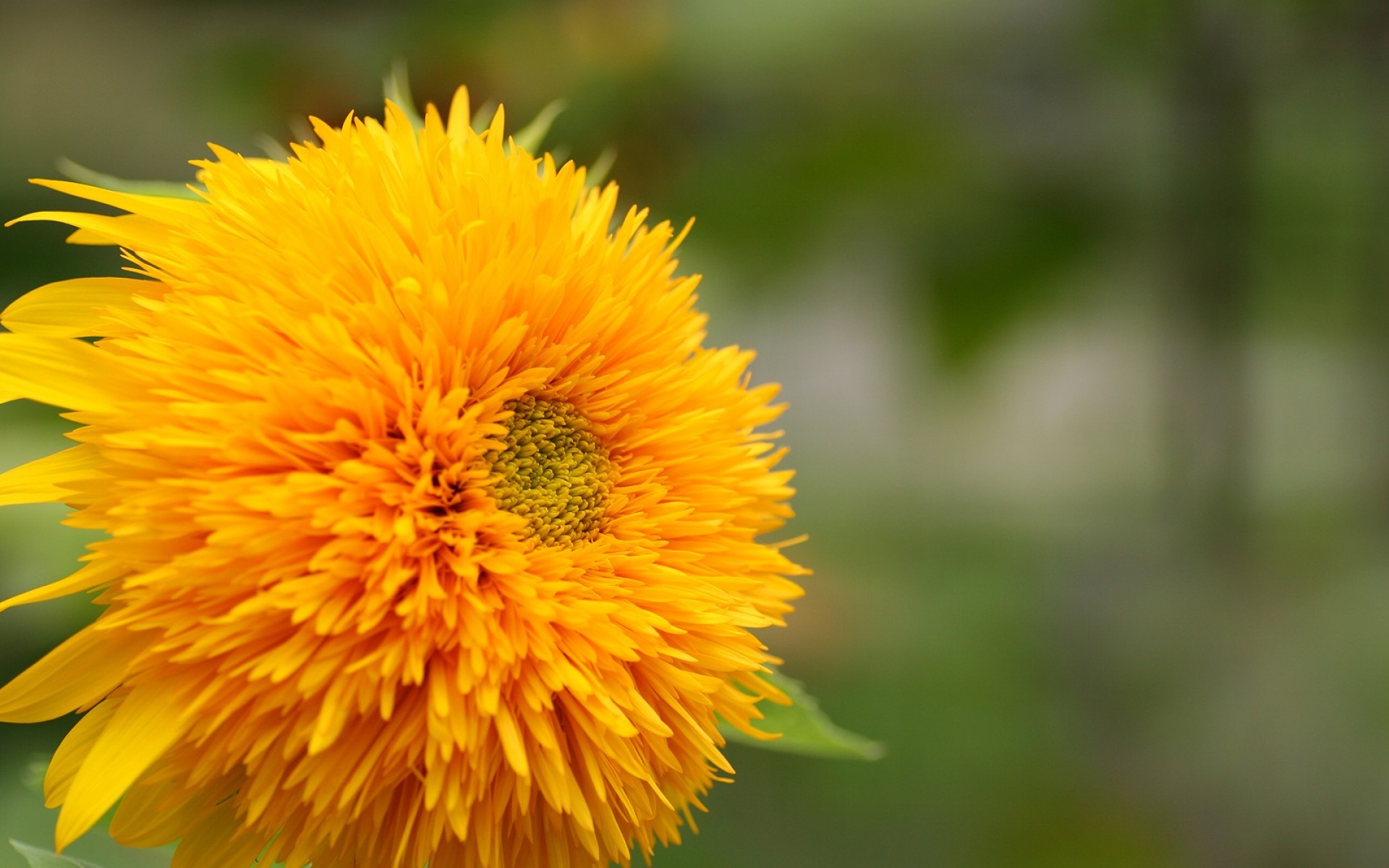 小清新,清新淡雅,淡雅,花卉,向日葵,儿童桌面专用