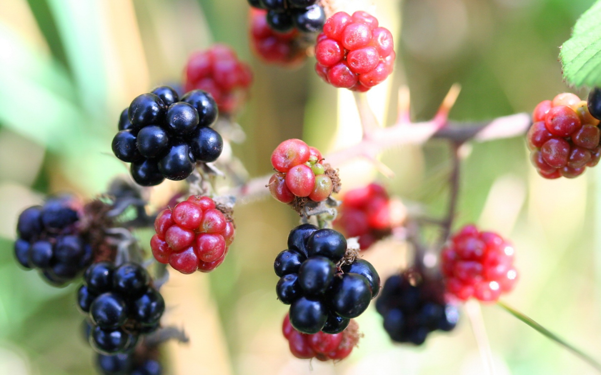 小清新,动感水果,儿童桌面专用