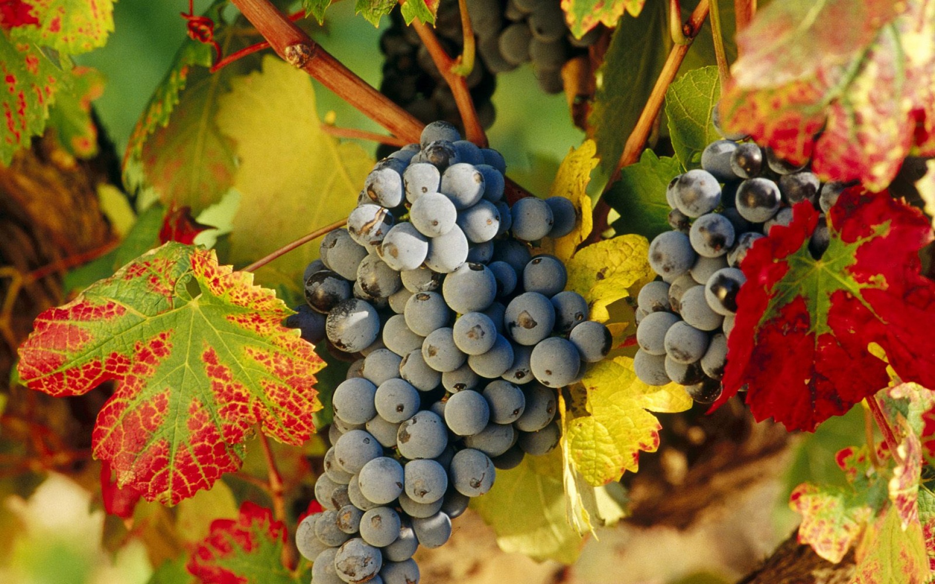 Webshots,2010年,十一月,精美,风光,动物,摄影,2012Y十月31D,儿童桌面专用