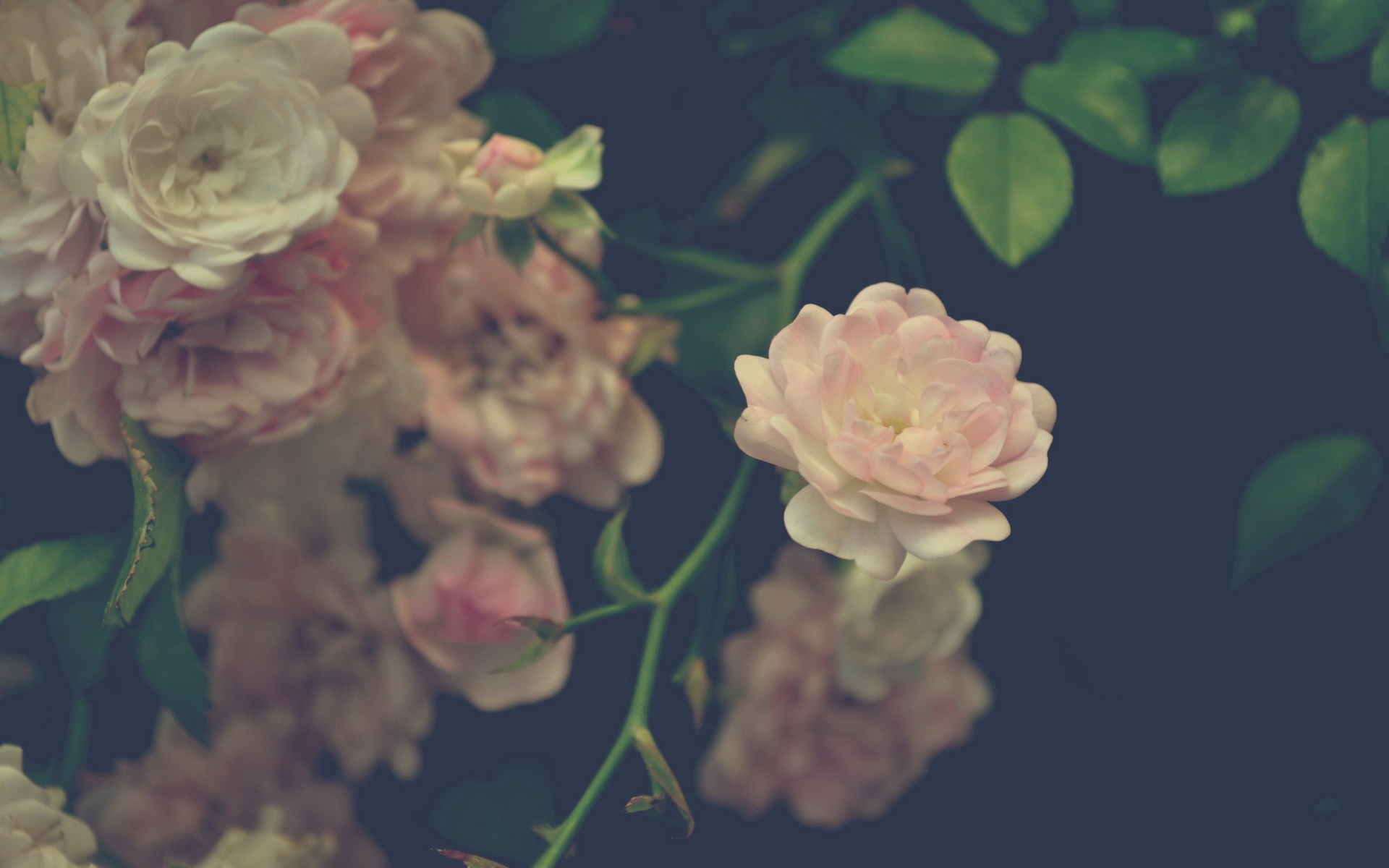 小清新,清新淡雅,花卉