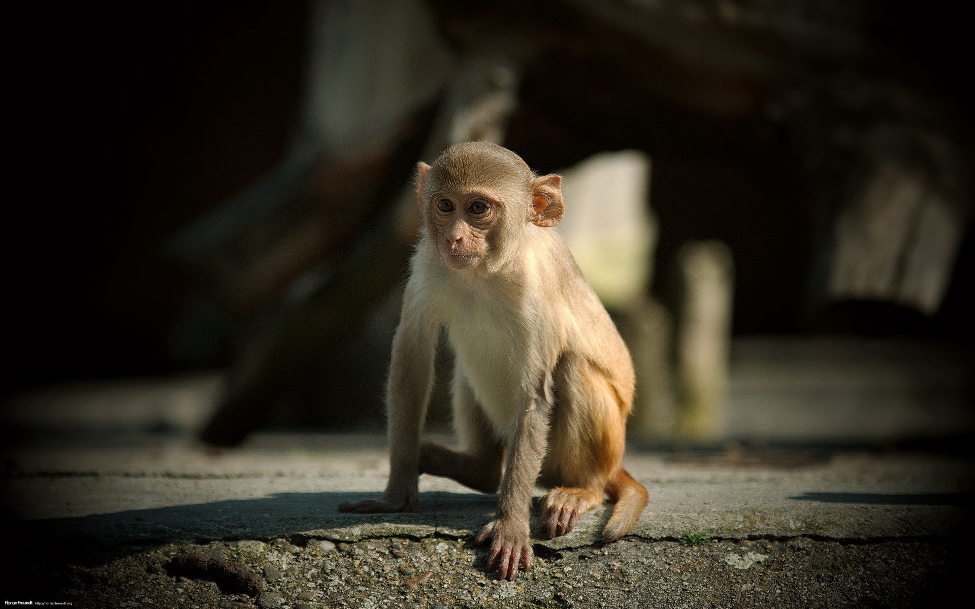 高清,动物,2012Y十一月04D,儿童桌面专用