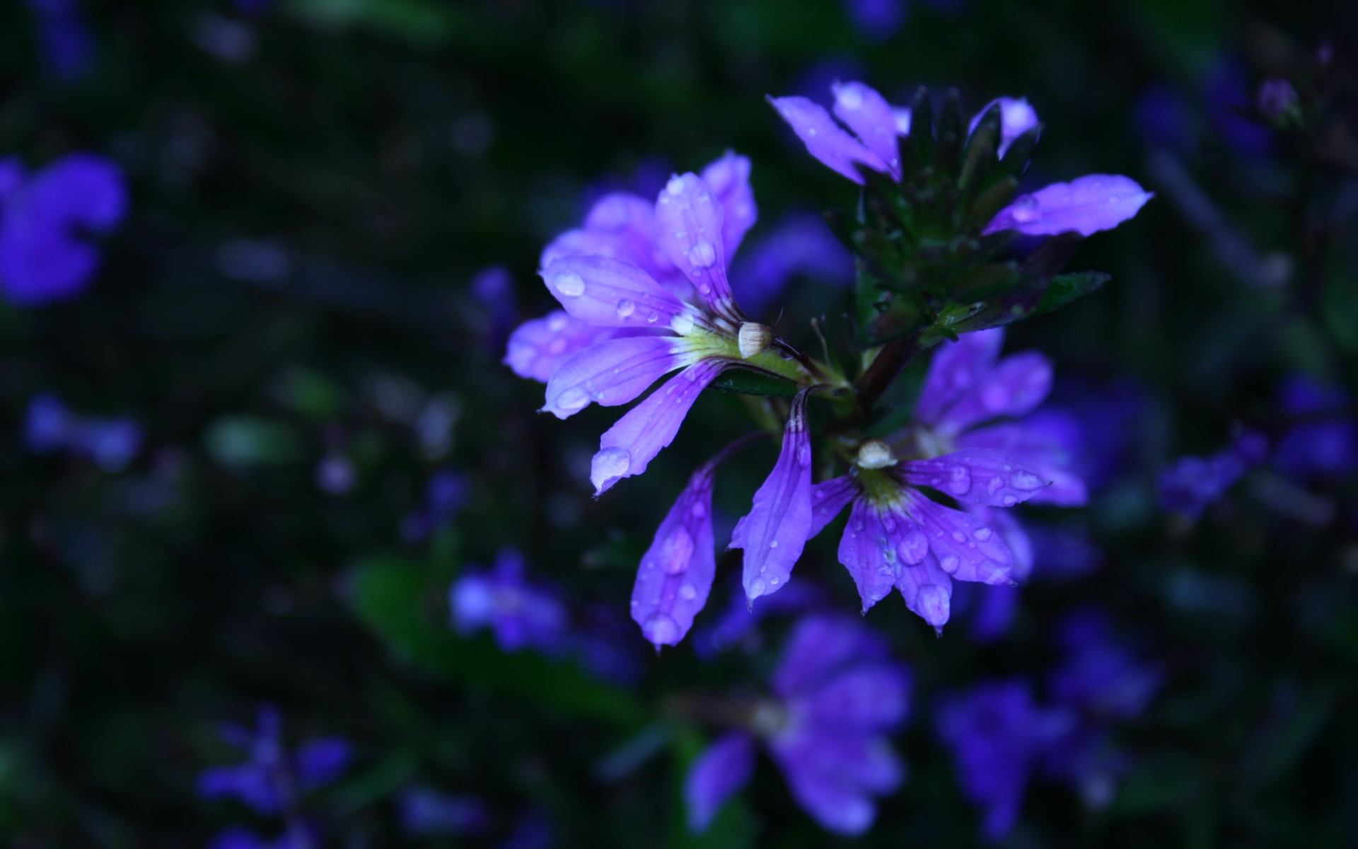 小清新,护眼壁纸,花卉