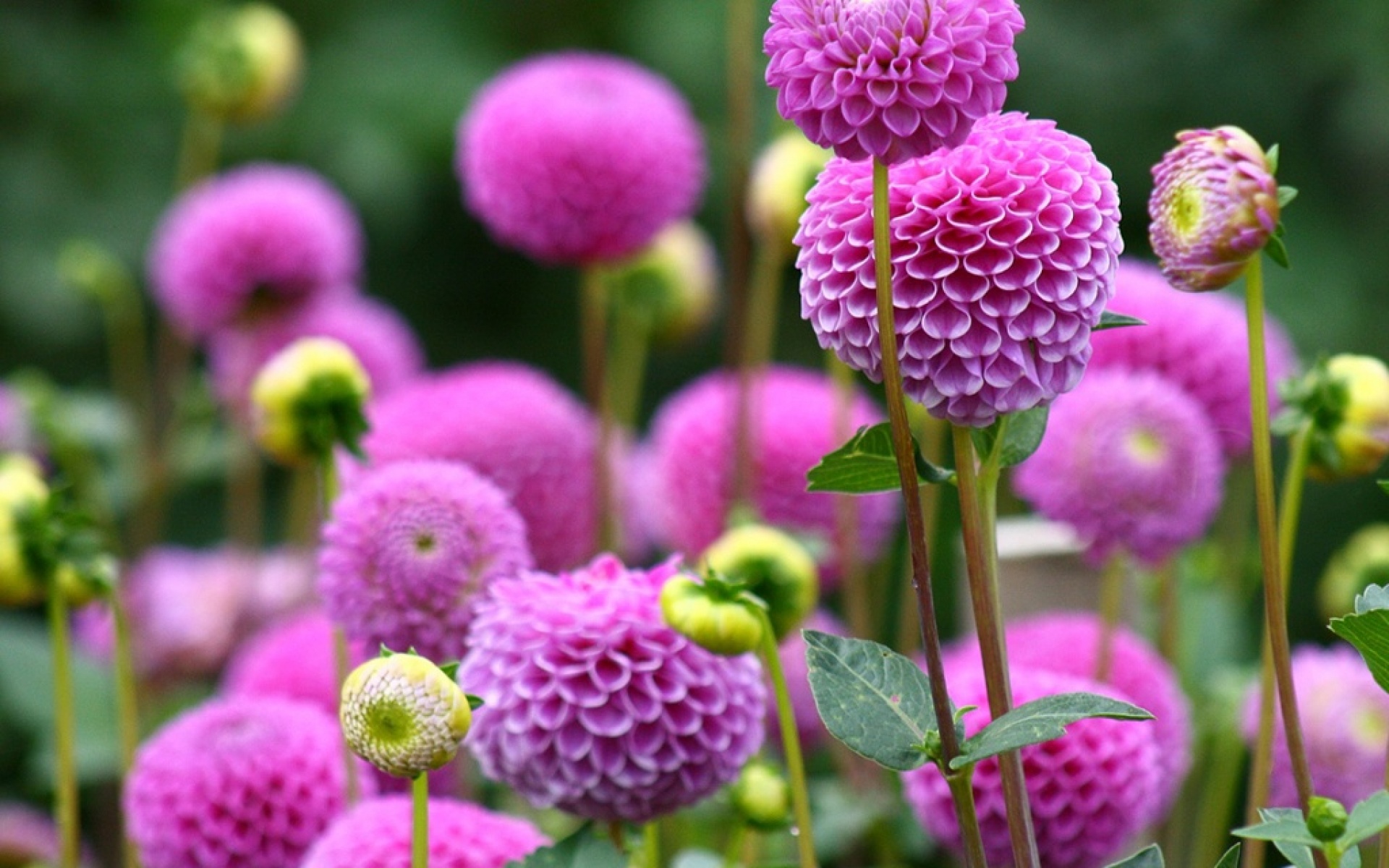 小清新,静物写真,菊花,植物,儿童桌面专用