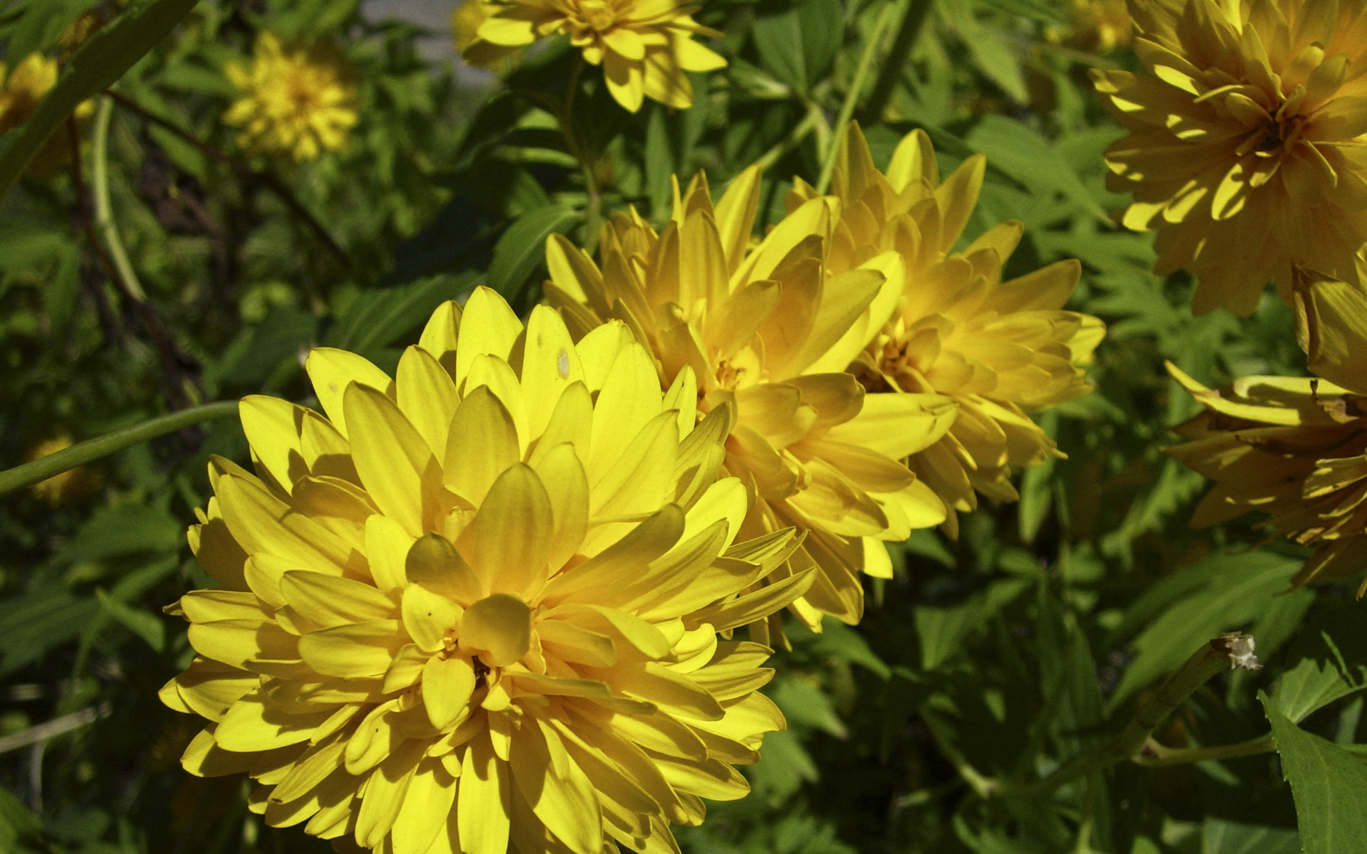 小清新,鸟语花香,儿童桌面专用