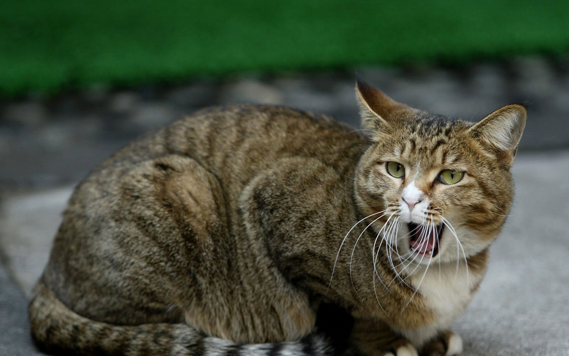 街角,小猫咪,摄影,高清,猫,动物,2012Y十月31D,儿童桌面专用