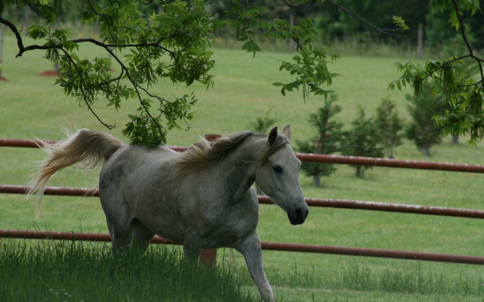 骏马,马,动物,宽屏,2012Y十月31D,儿童桌面专用