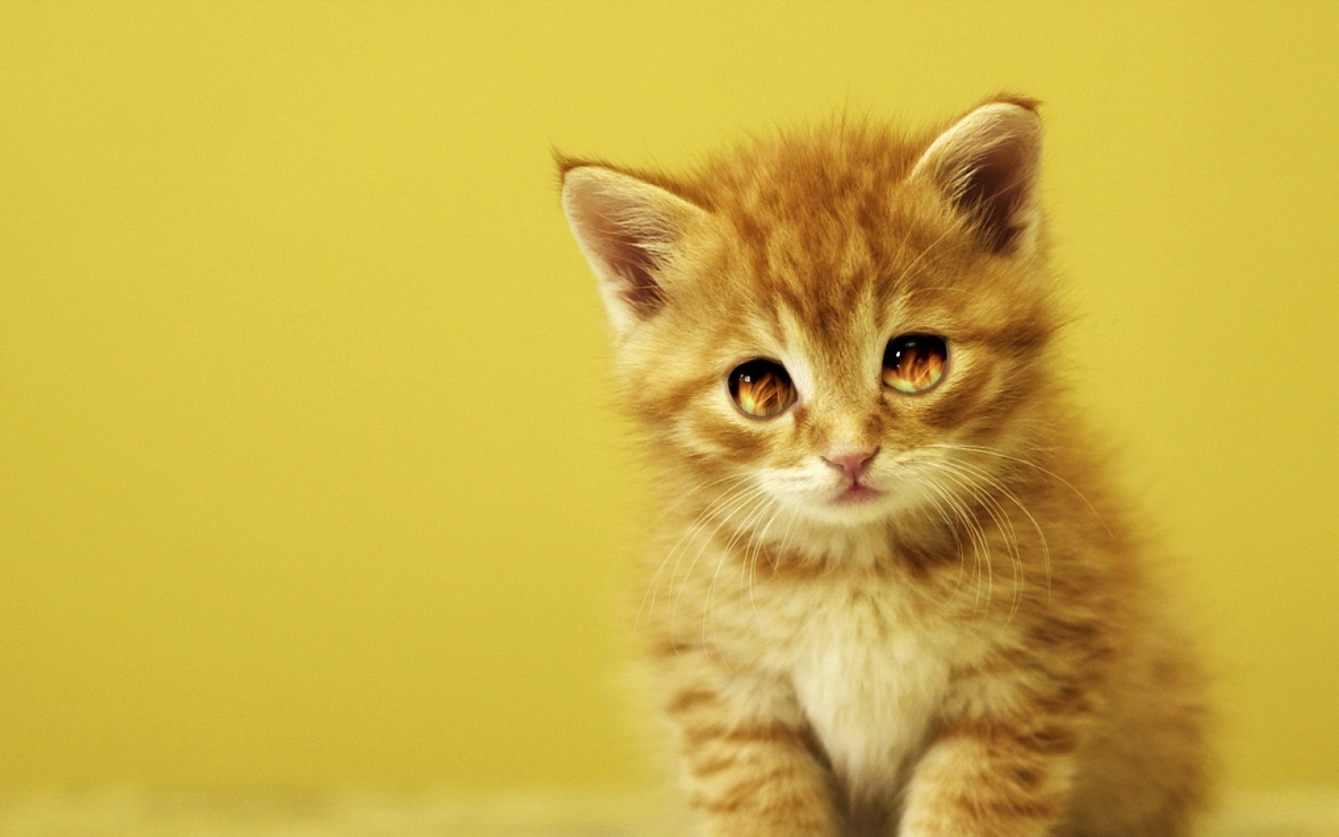 高清,动物,2012Y十一月04D,儿童桌面专用