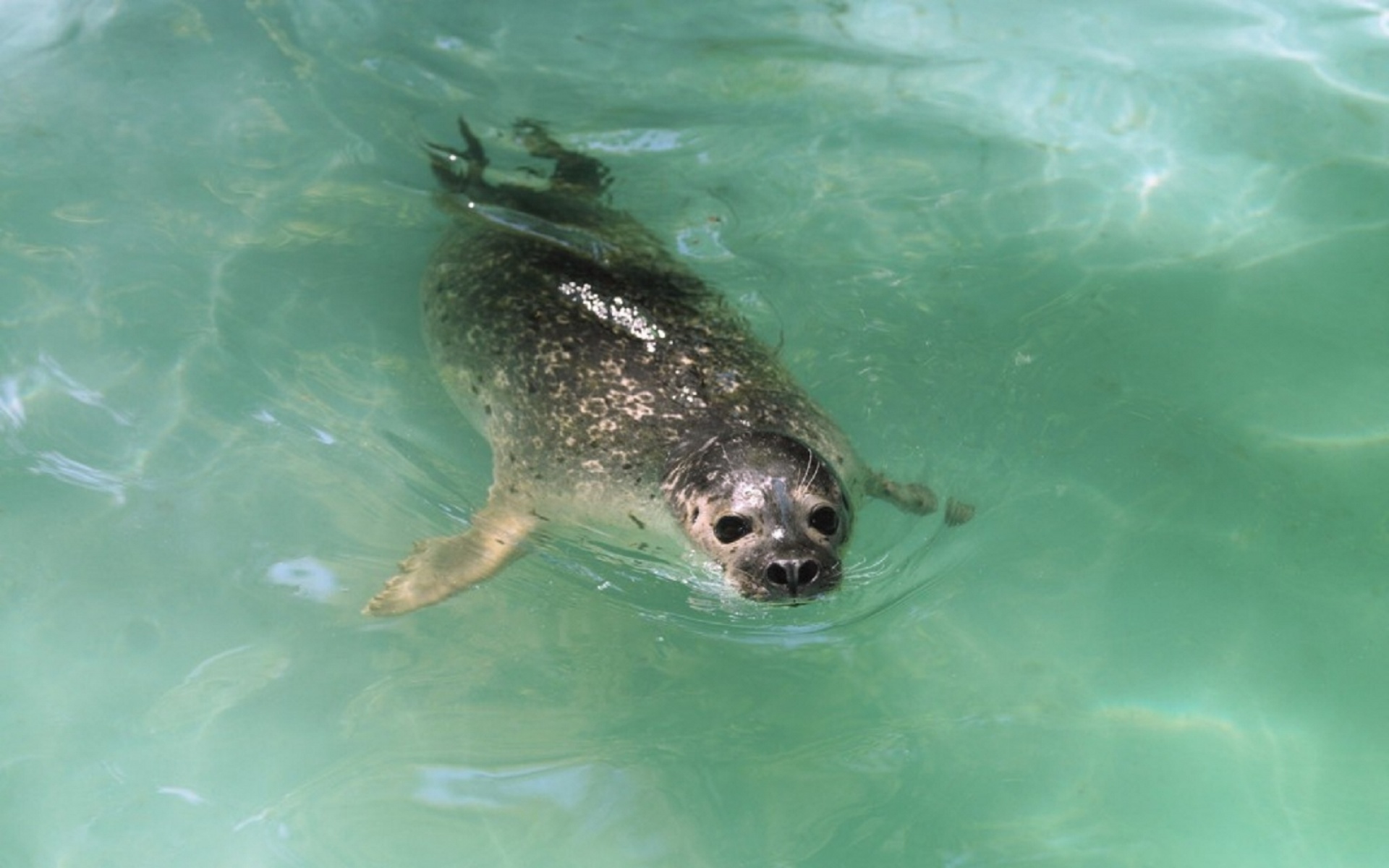 萌宠,海底世界,儿童桌面专用
