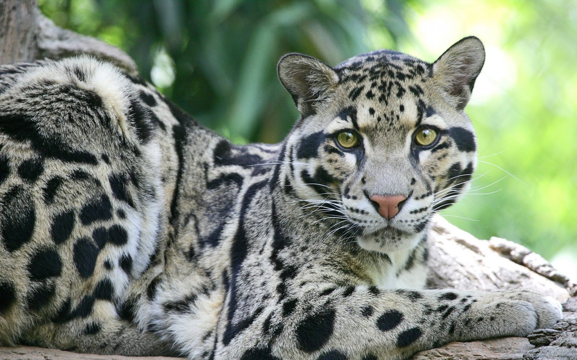 萌宠动物,野生动物,儿童桌面专用