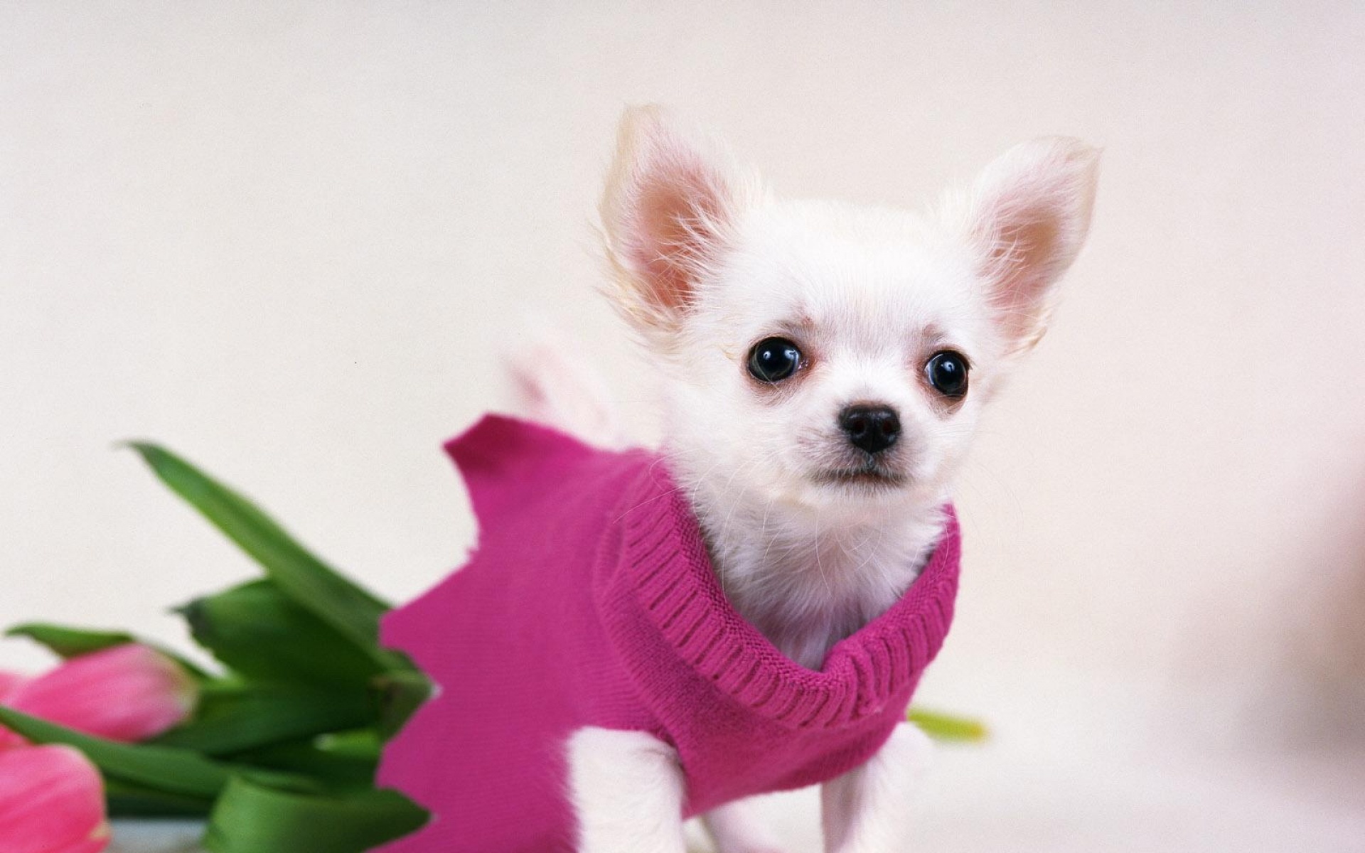 汪星人,儿童桌面专用