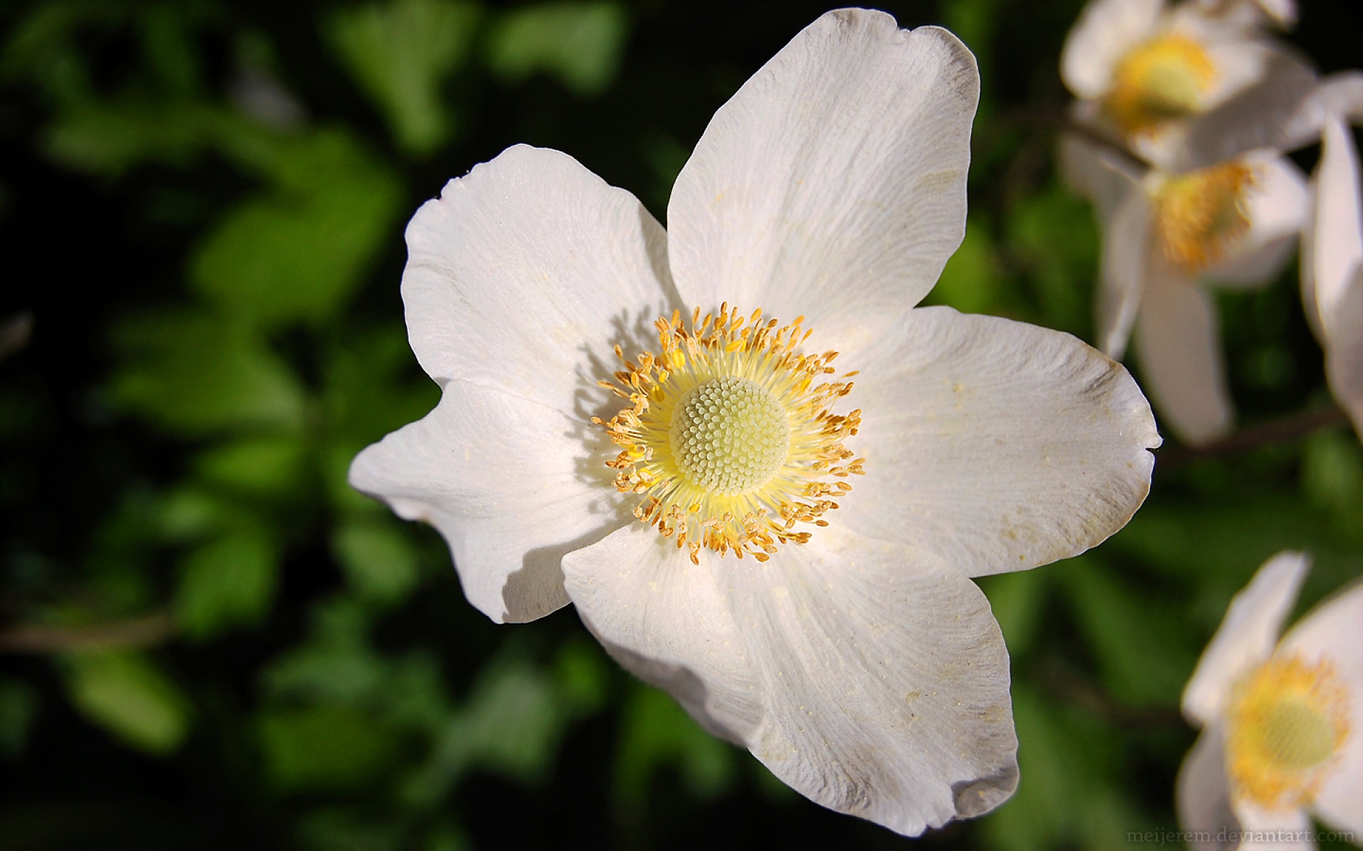 小清新,清新淡雅,花卉,儿童桌面专用