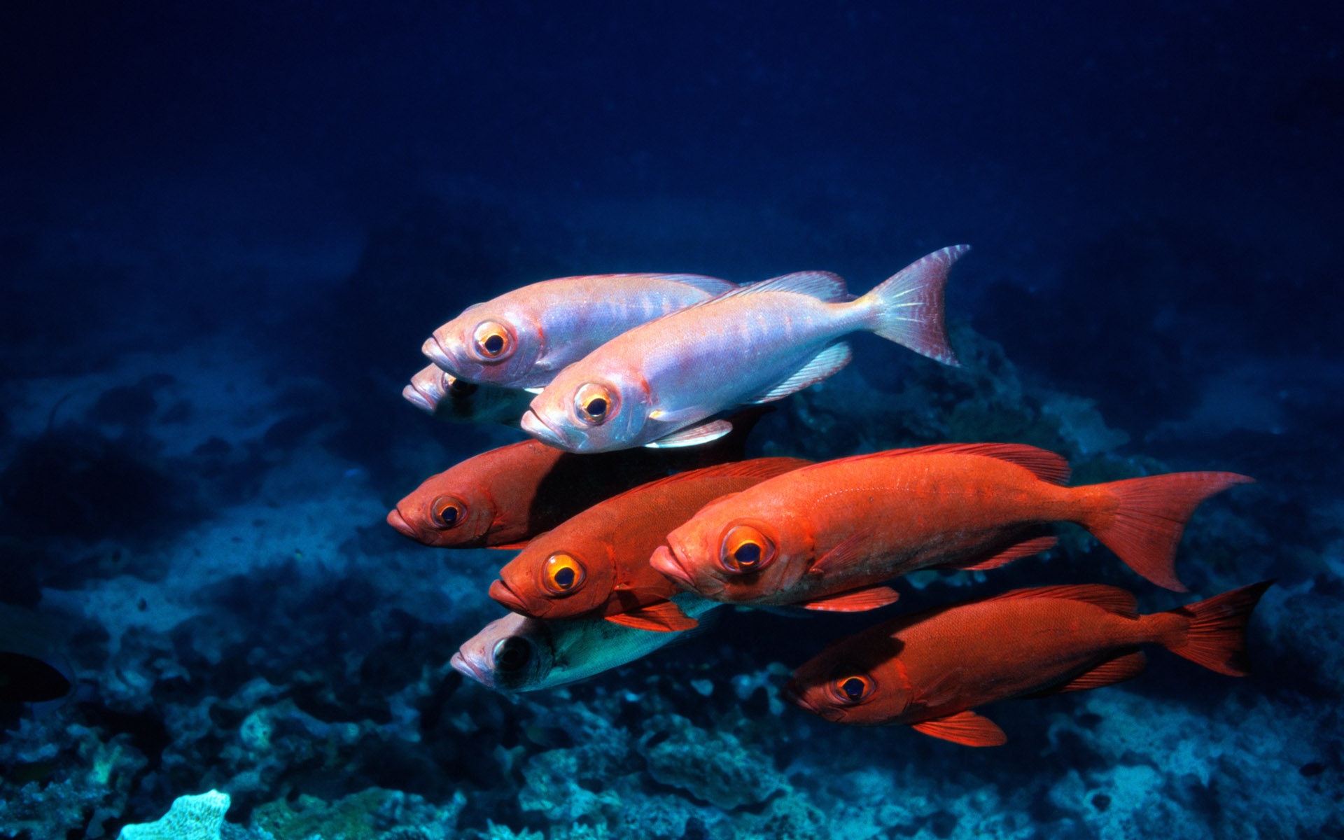 萌宠,鱼,海底世界,儿童桌面专用