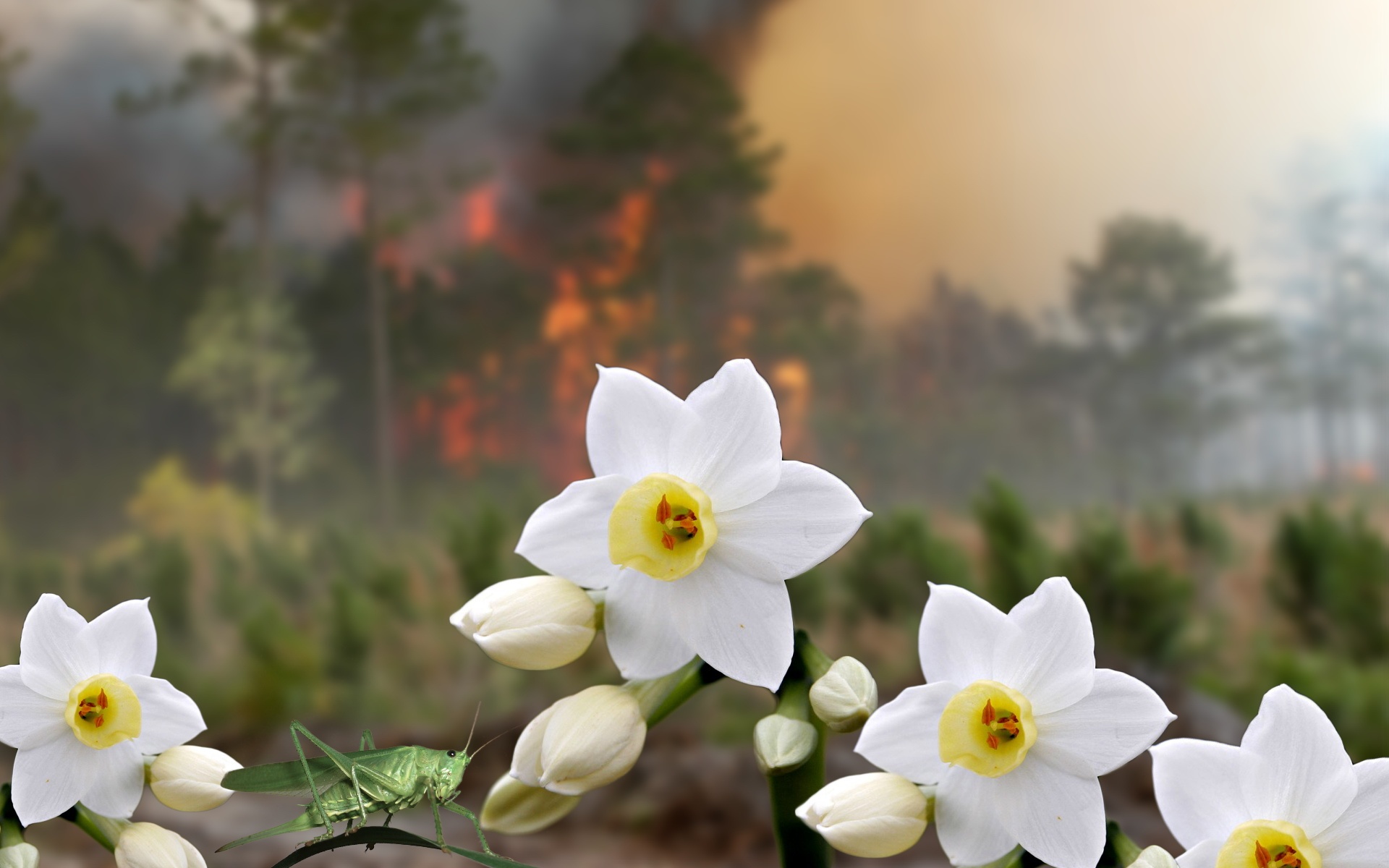 清新,植物,绿色,2012Y十月31D,儿童桌面专用