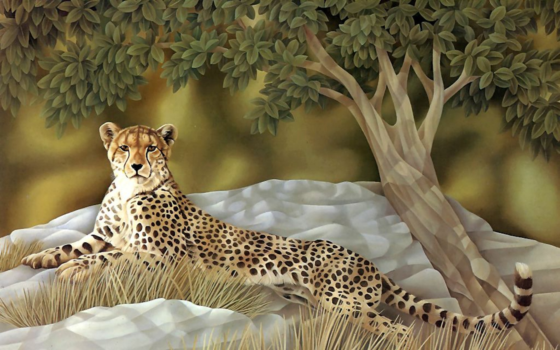 野生动物,豹子,儿童桌面专用