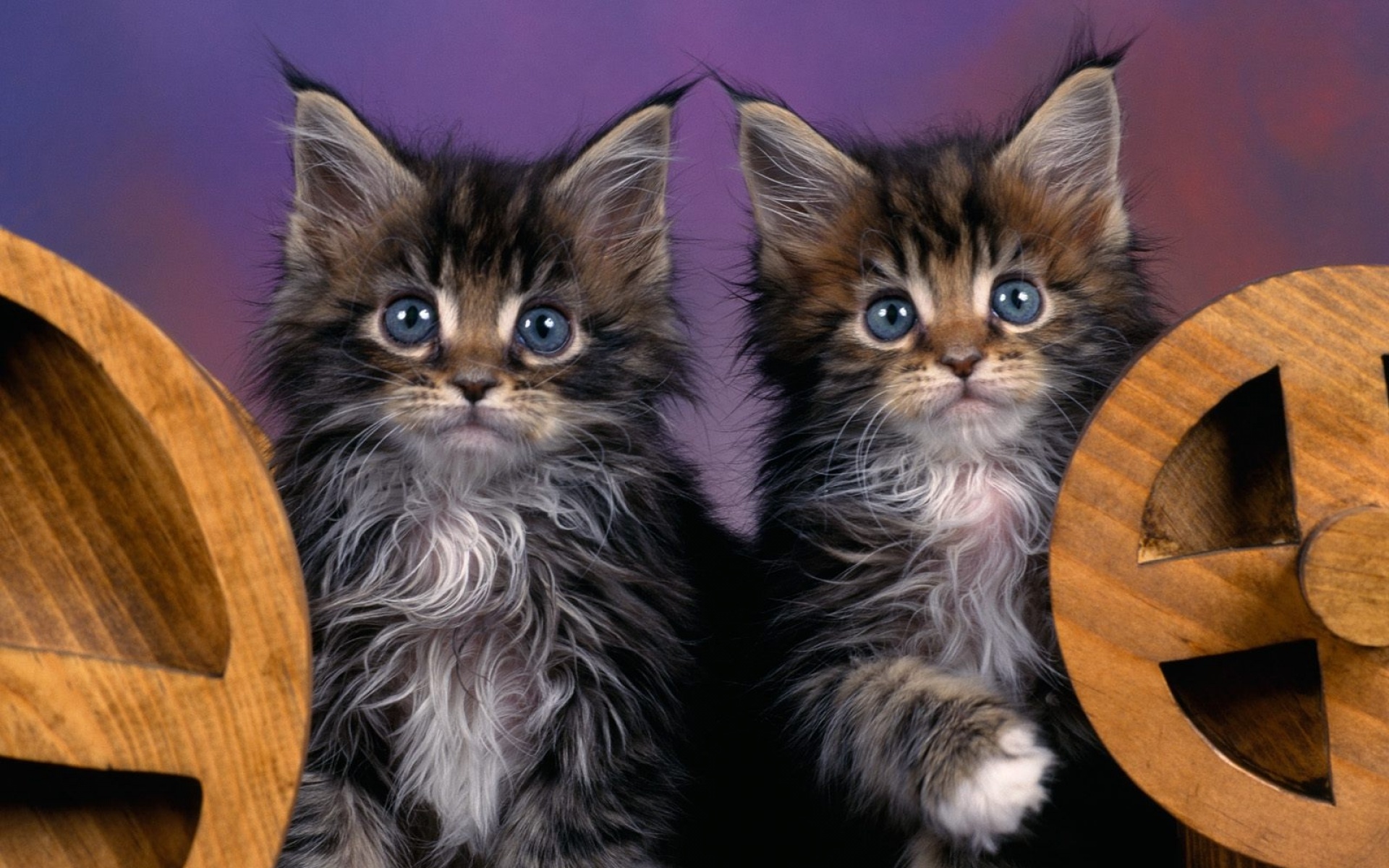 高清,动物,2012Y十一月10D,喵星人,儿童桌面专用