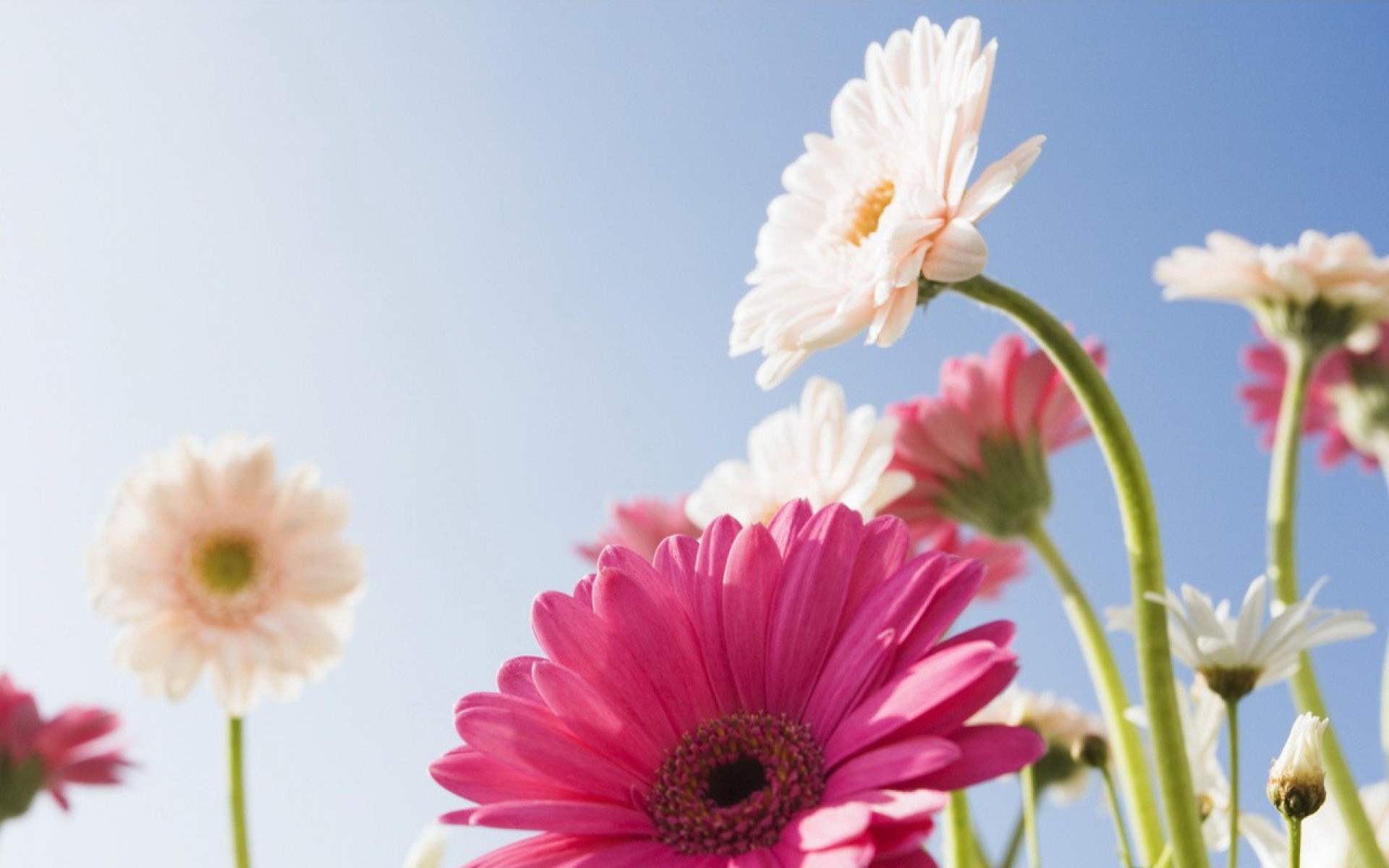 小清新,鸟语花香,花卉,儿童桌面专用