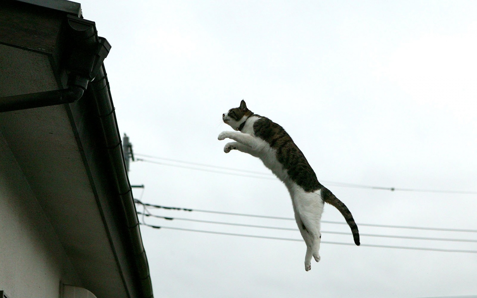 街角,小猫咪,摄影,高清,猫,动物,2012Y十月31D,儿童桌面专用