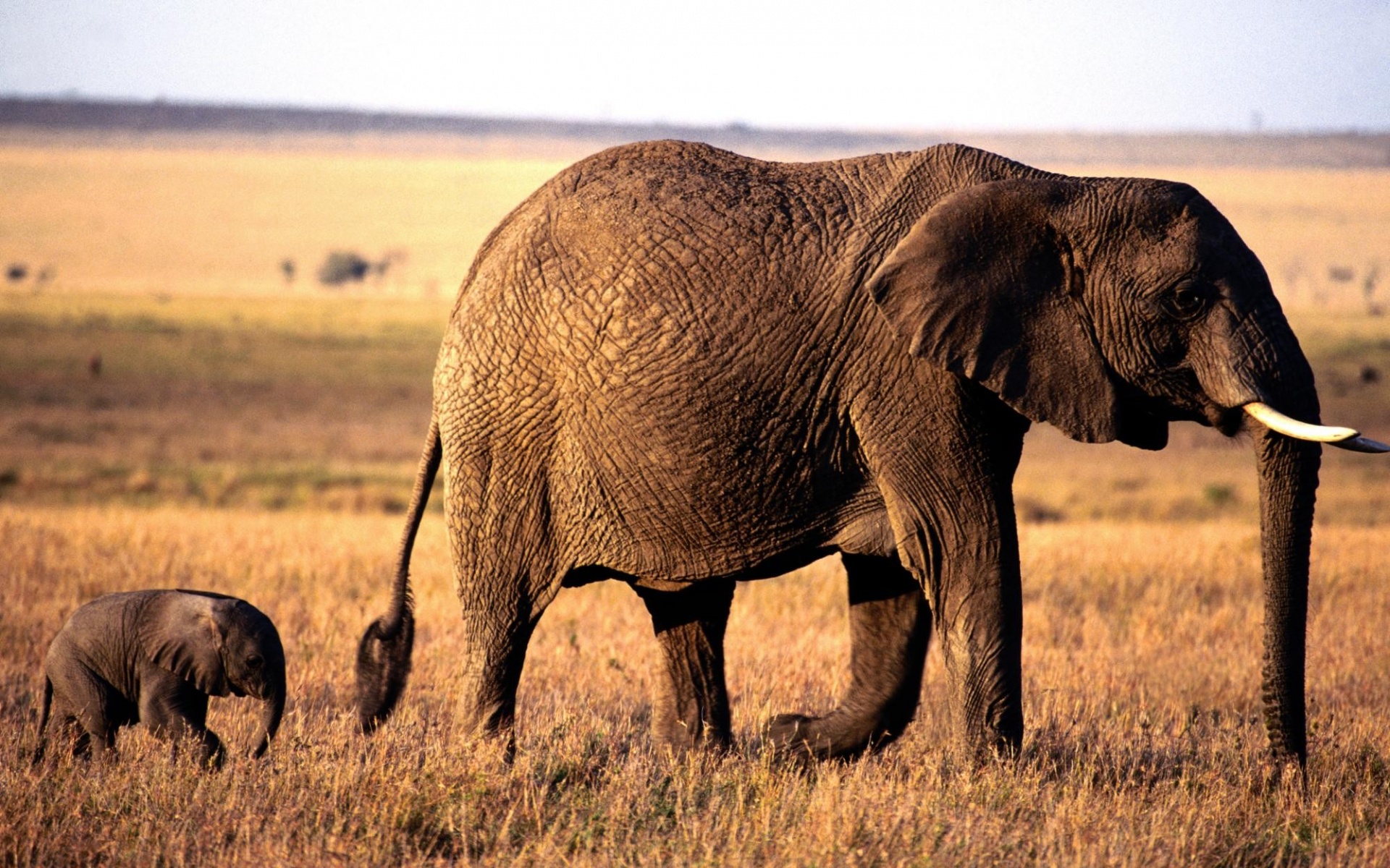 野生动物,大象,儿童桌面专用