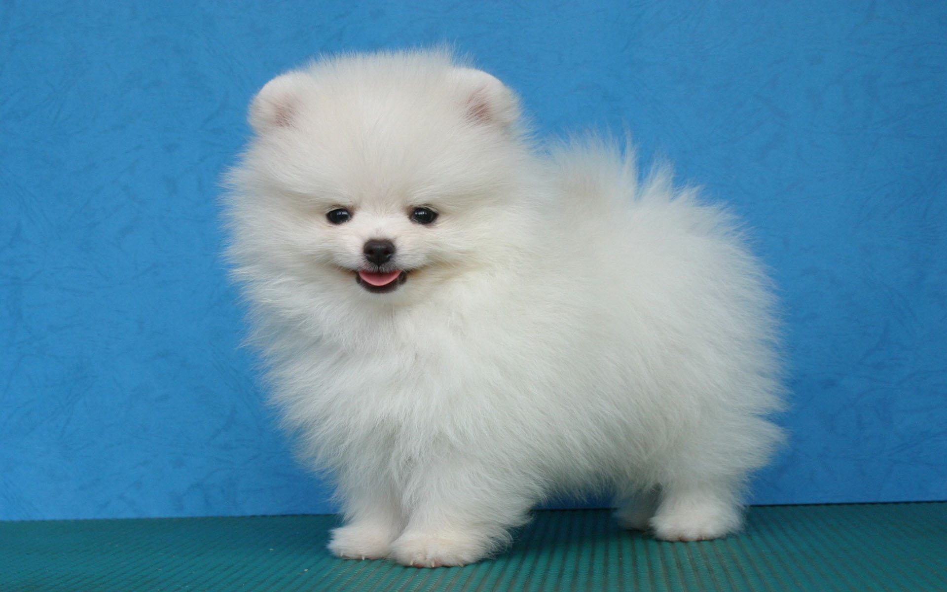 动物,狗狗,博美犬,卖萌图,儿童桌面专用