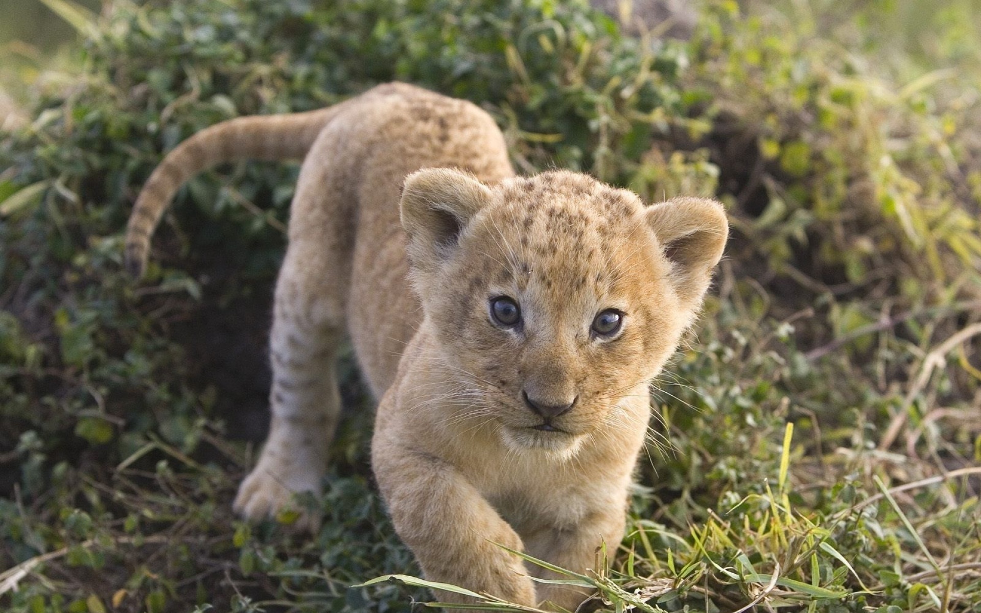 猫科,野兽,动物,狮子,老虎,2012Y十一月03D,儿童桌面专用