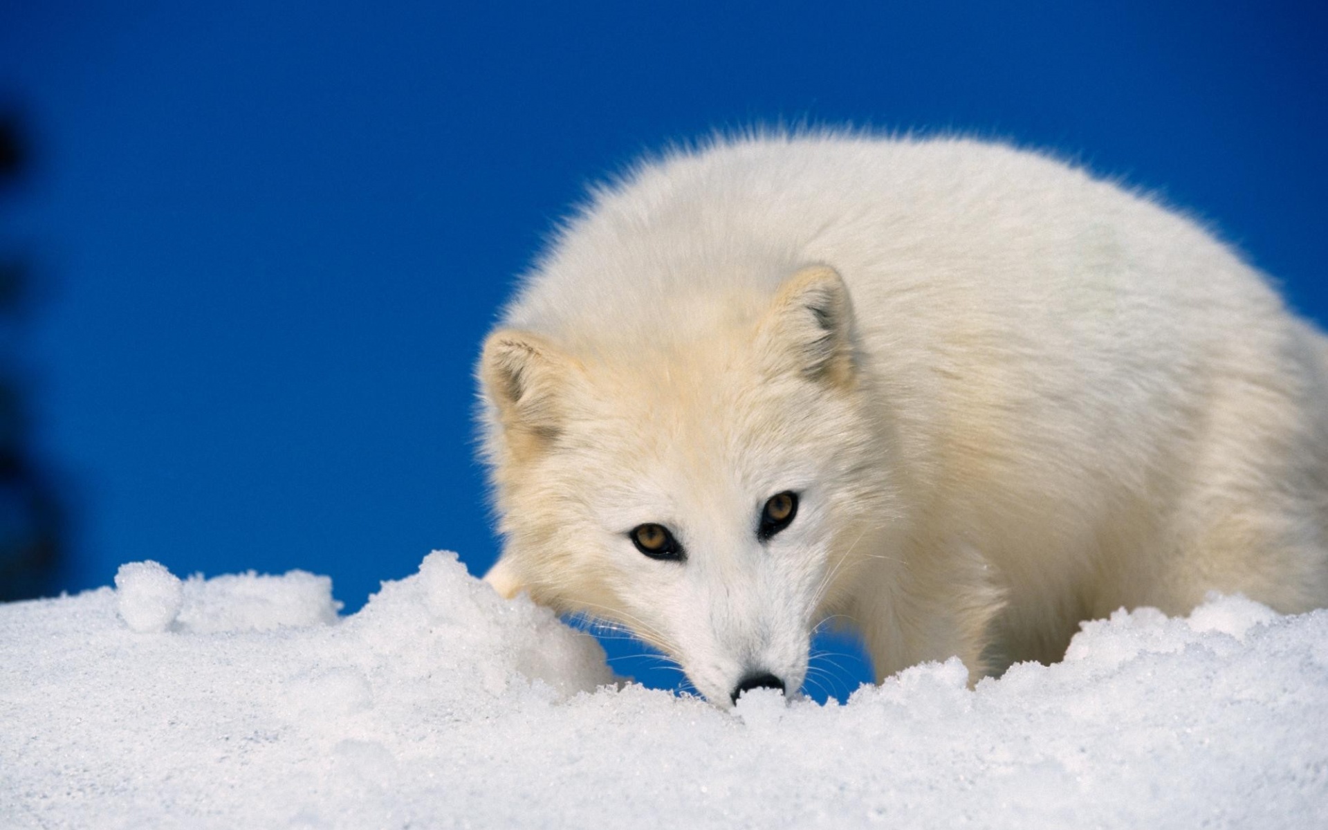 极地物种,儿童桌面专用