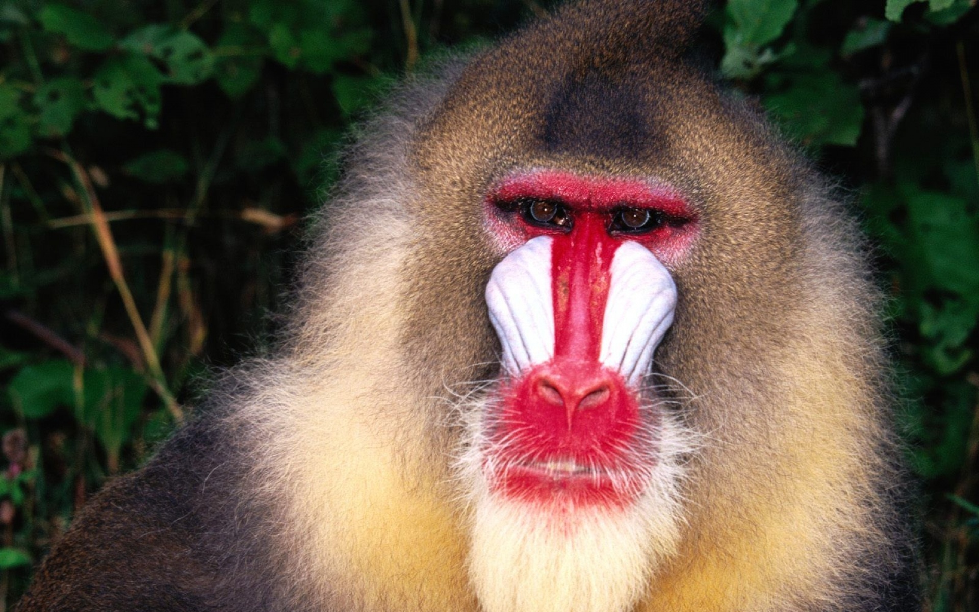 萌宠动物,野生动物,儿童桌面专用