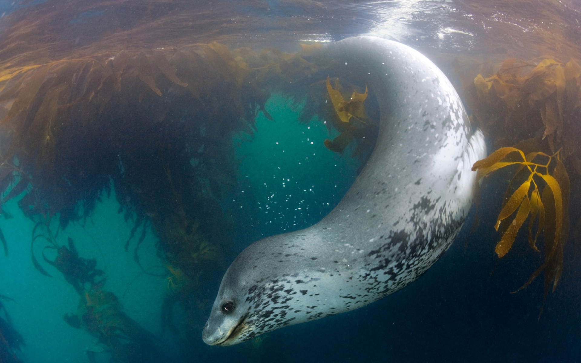 萌宠,鱼,海底世界,儿童桌面专用