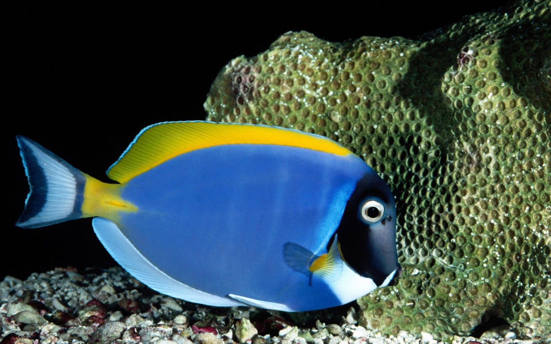 萌宠,鱼,海底世界,儿童桌面专用