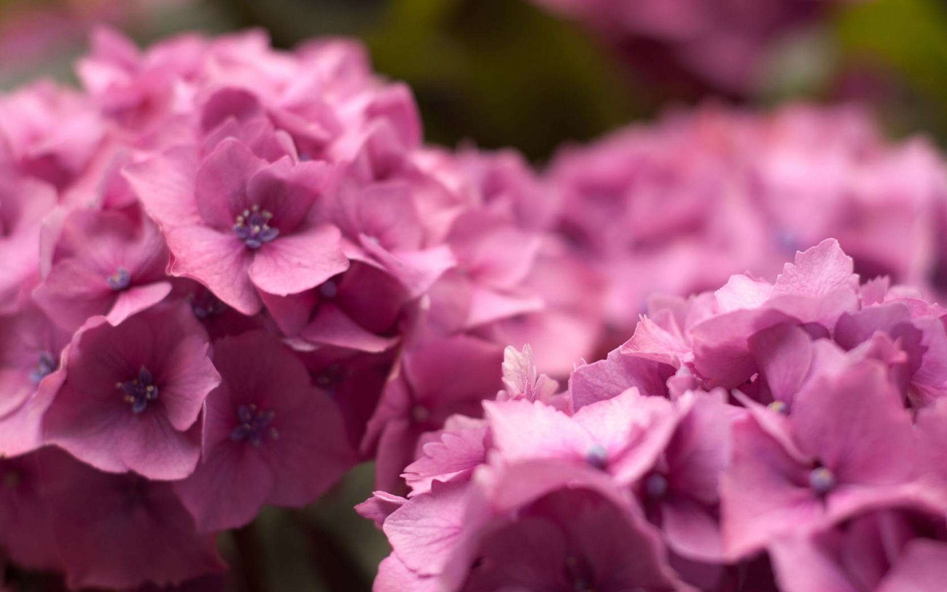 清新,花卉,浪漫,美丽2012Y十月28D,儿童桌面专用