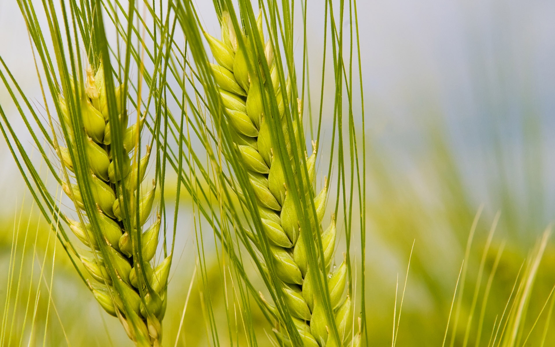 小清新,护眼壁纸,儿童桌面专用