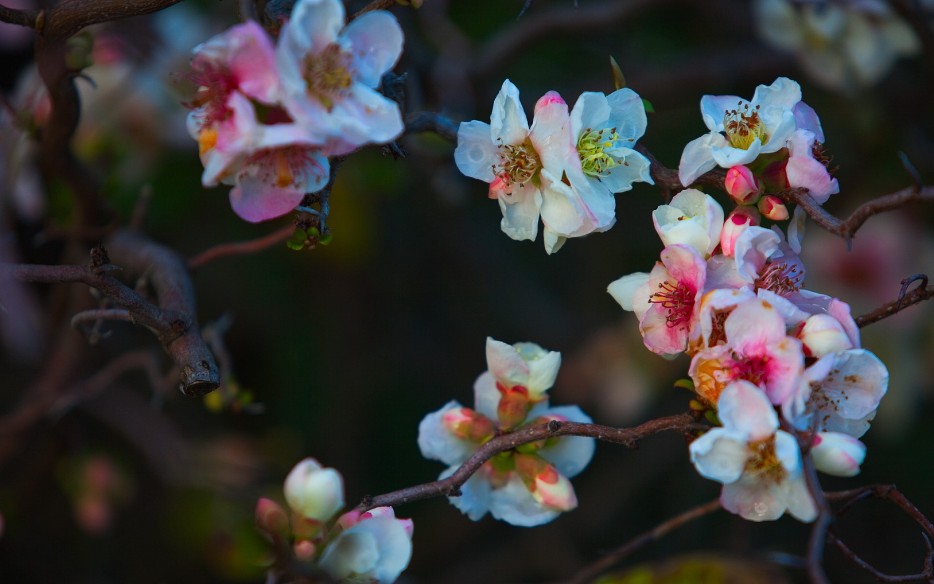 小清新,清新淡雅,花卉,儿童桌面专用