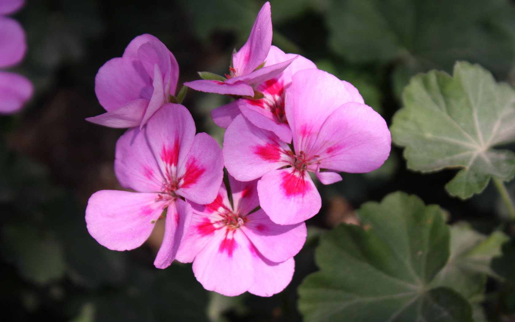 兰花,花卉,紫罗兰,娇艳欲滴,儿童桌面专用