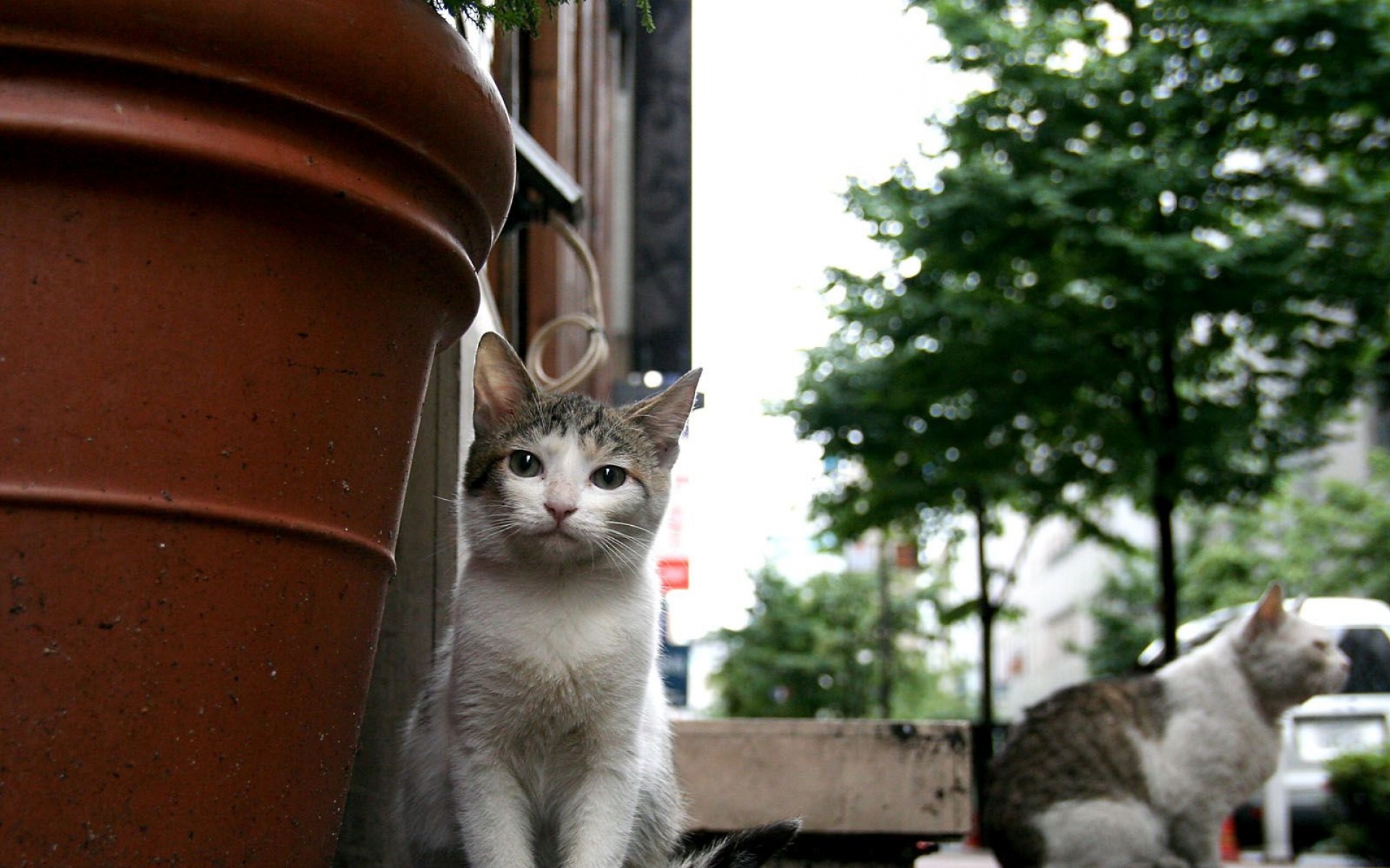 街角,小猫咪,摄影,高清,猫,动物,2012Y十月31D,儿童桌面专用
