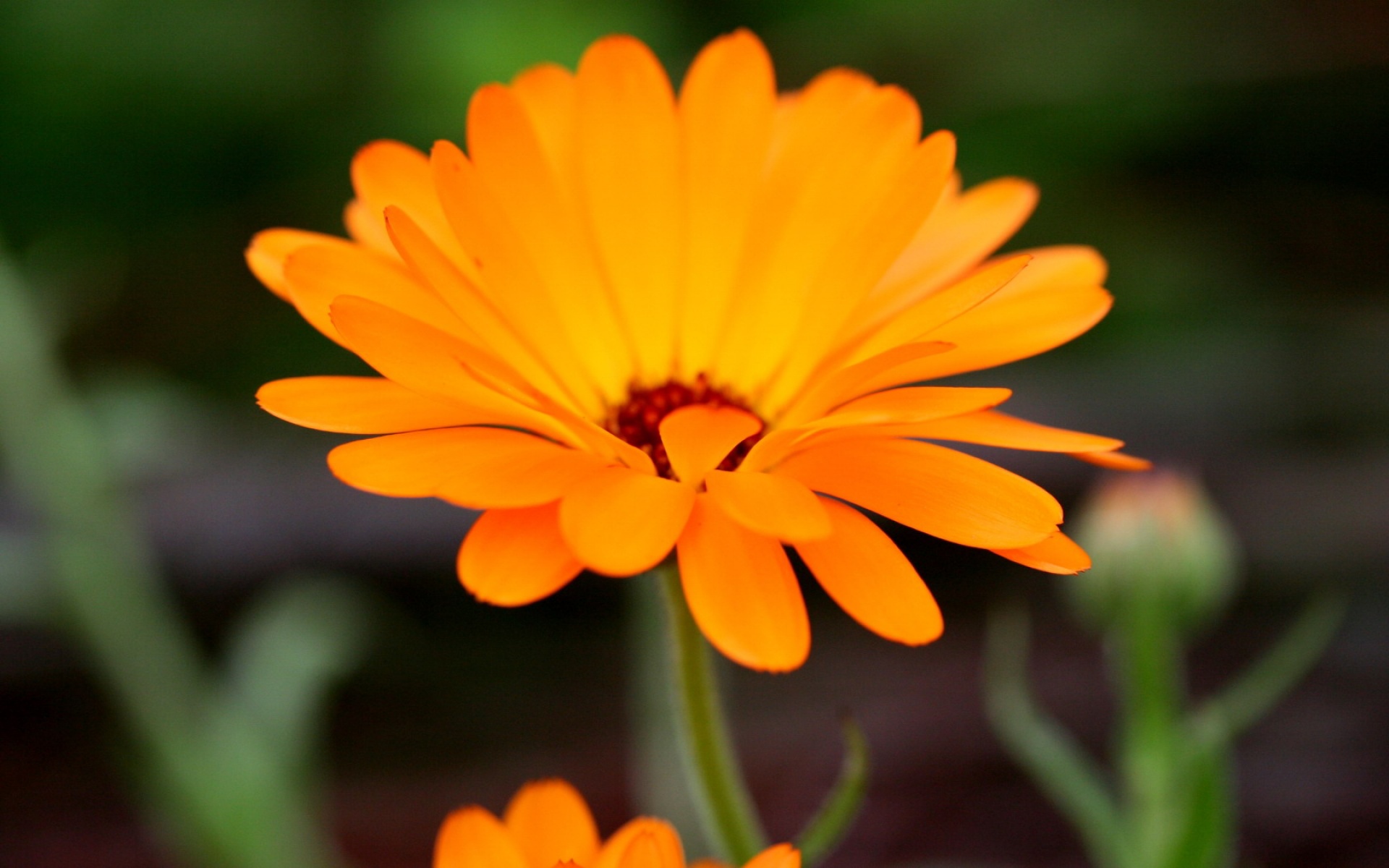 小清新,鸟语花香,花卉,儿童桌面专用